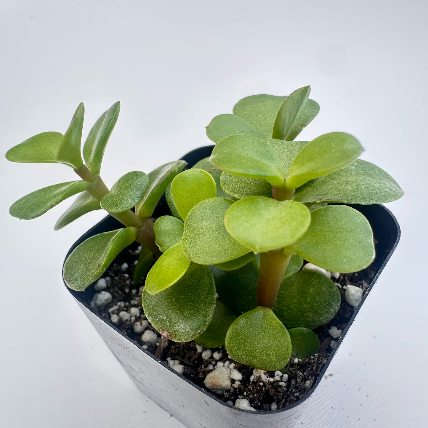 Portulacaria afra-Elephant Bush