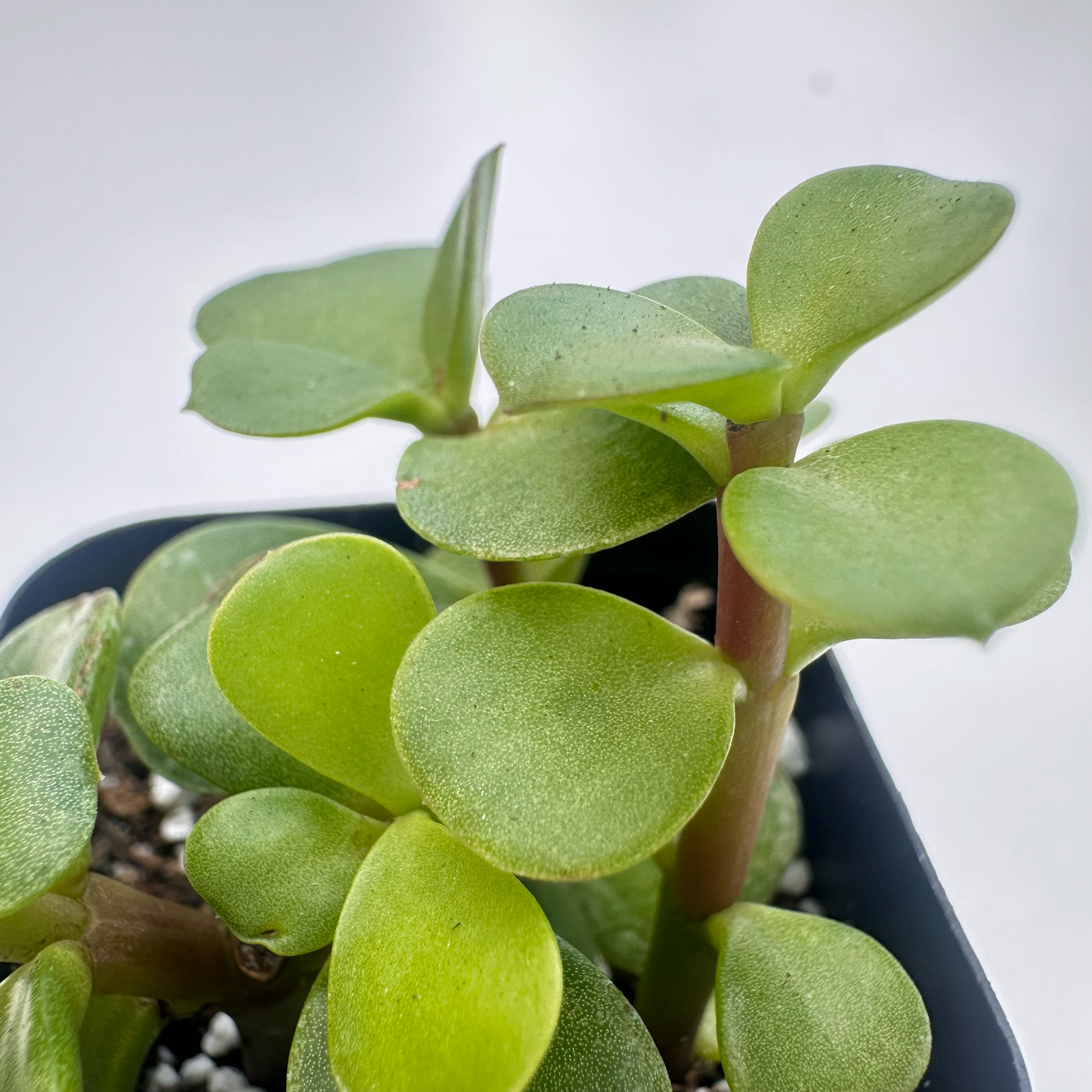 Portulacaria afra-Elephant Bush