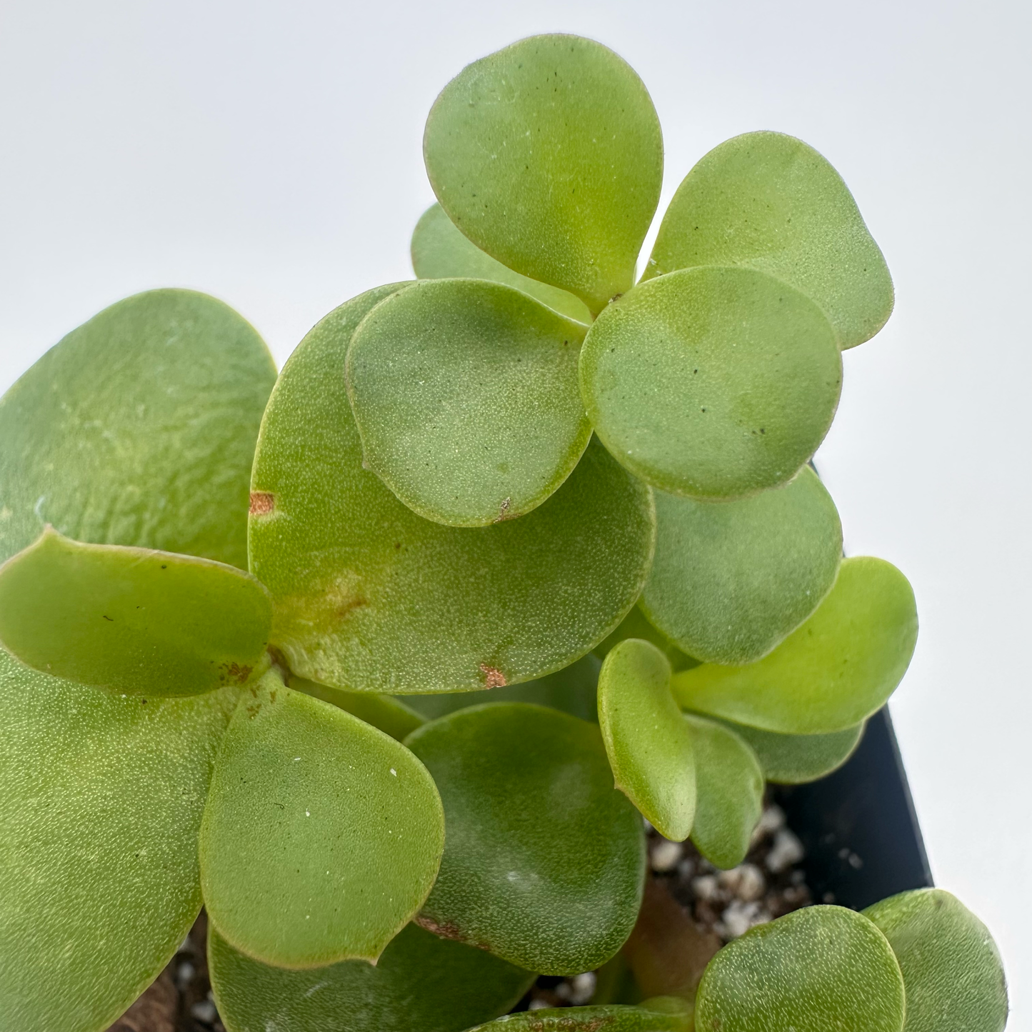 Portulacaria afra-Elephant Bush