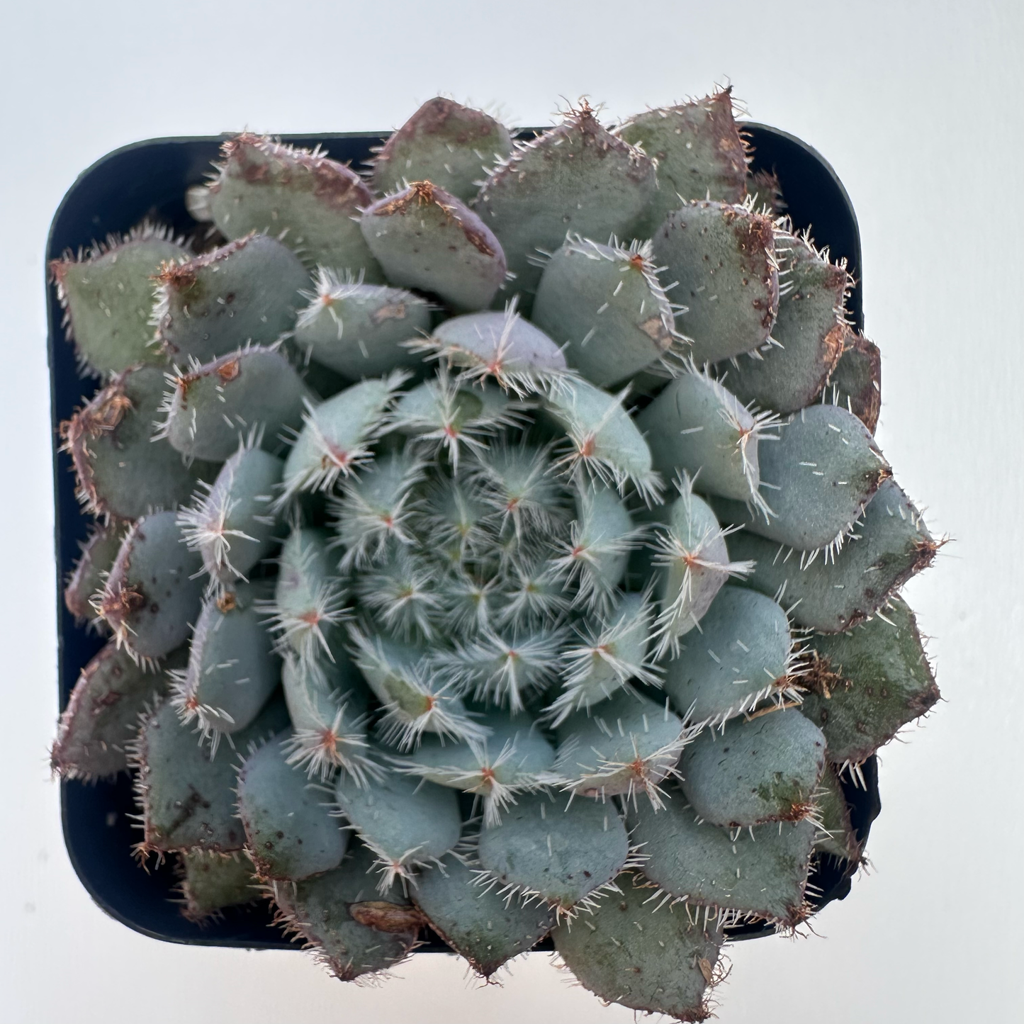 Echeveria Setosa (Plush Plant)
