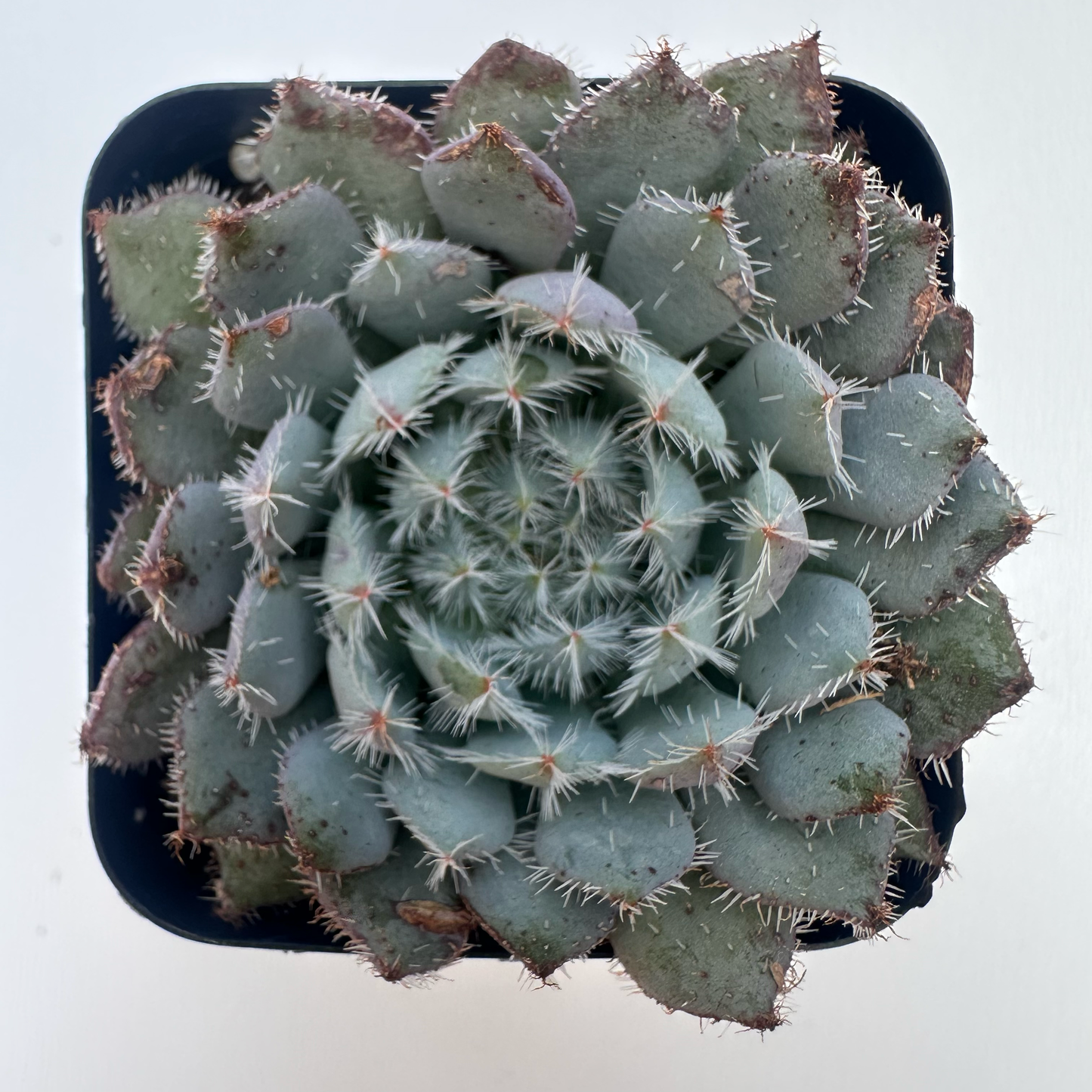 Echeveria Setosa (Plush Plant)