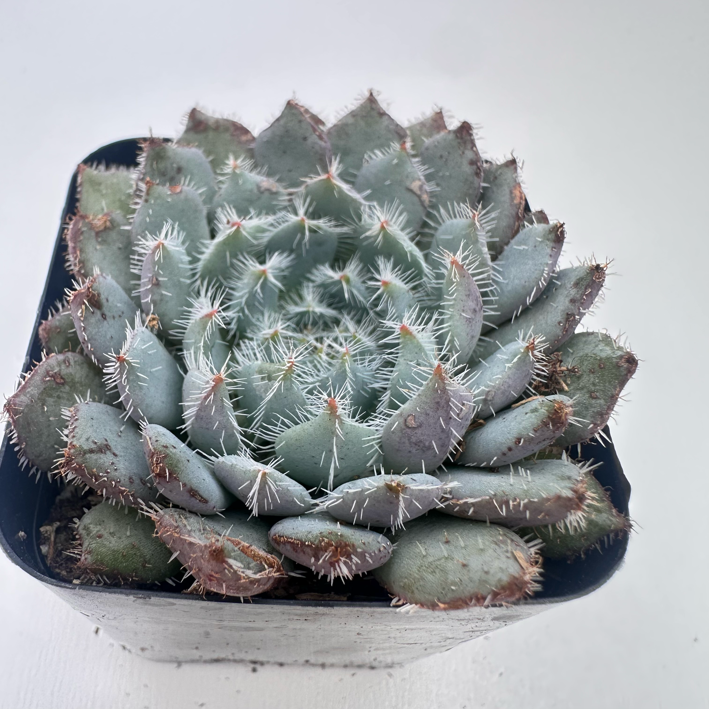 Echeveria Setosa (Plush Plant)