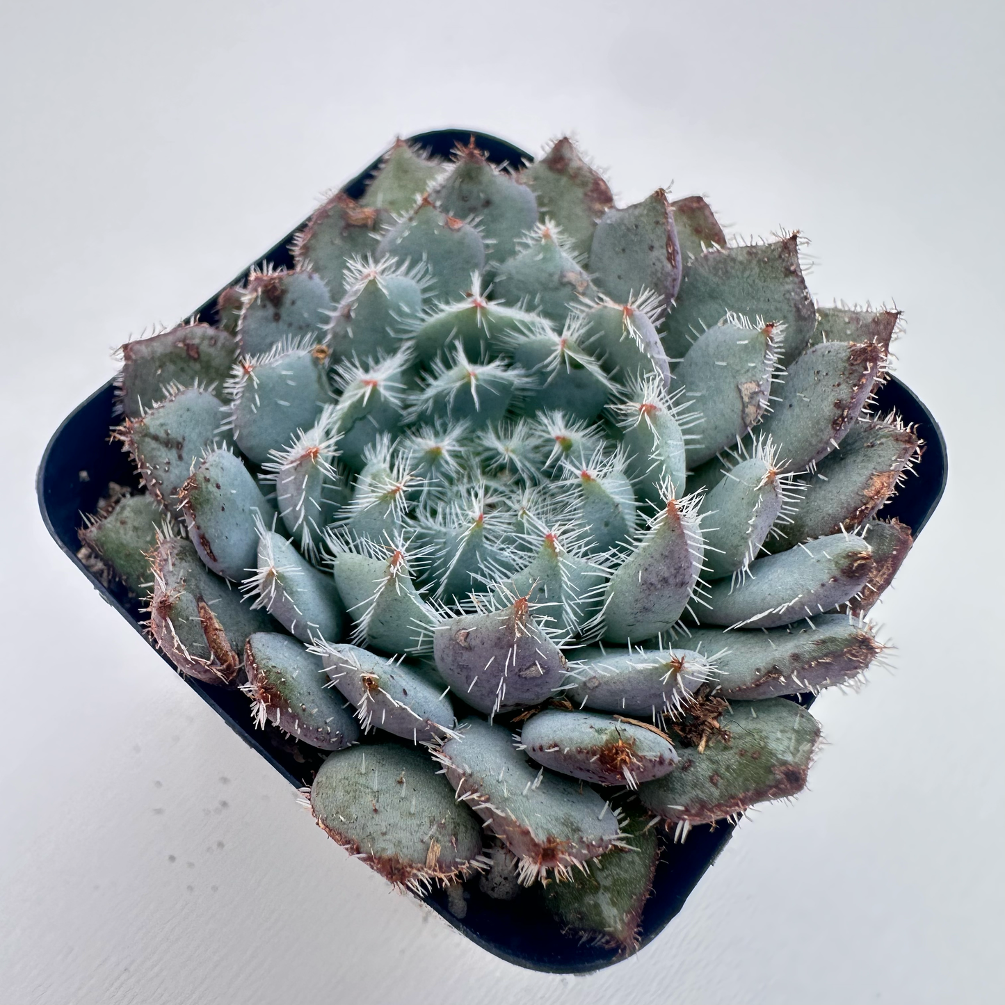 Echeveria Setosa (Plush Plant)