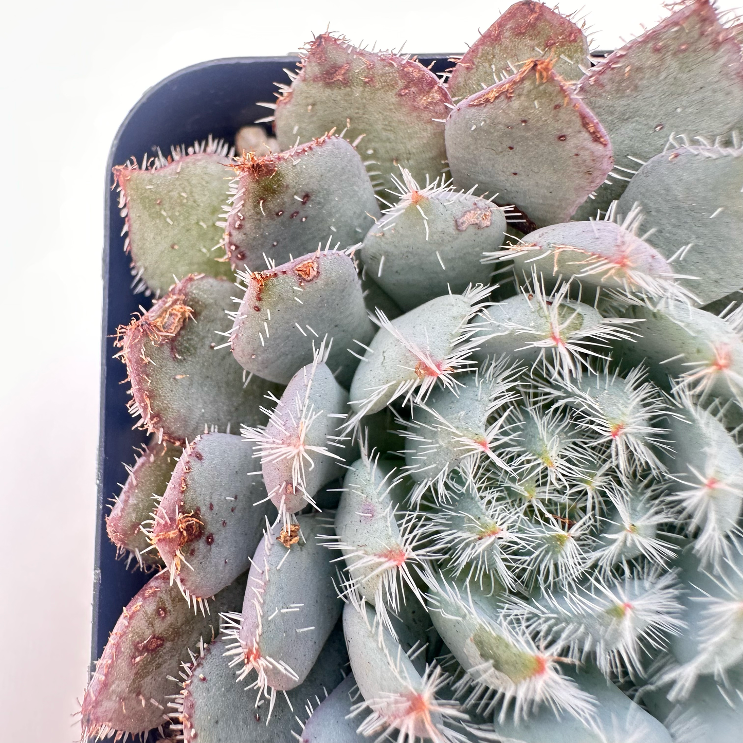 Echeveria Setosa (Plush Plant)