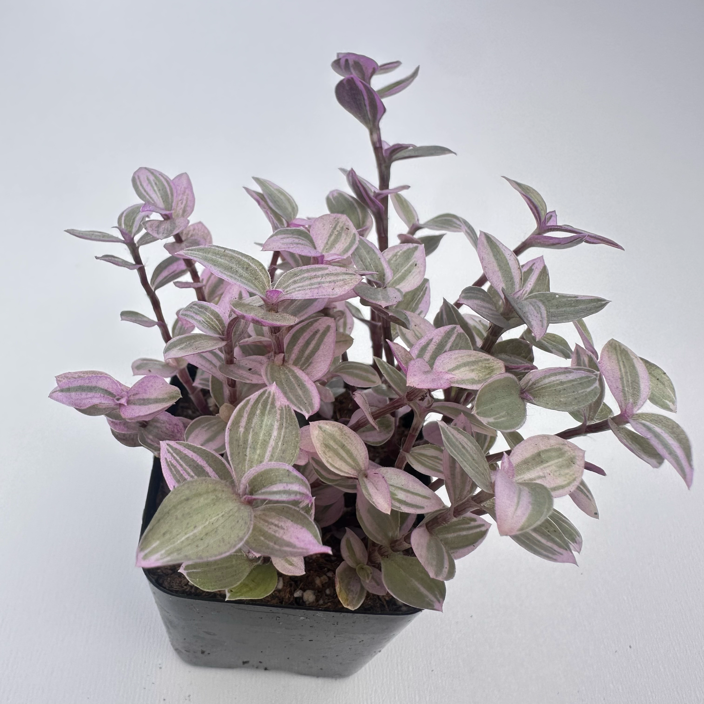 Tradescantia Callisia (Pink Panther)
