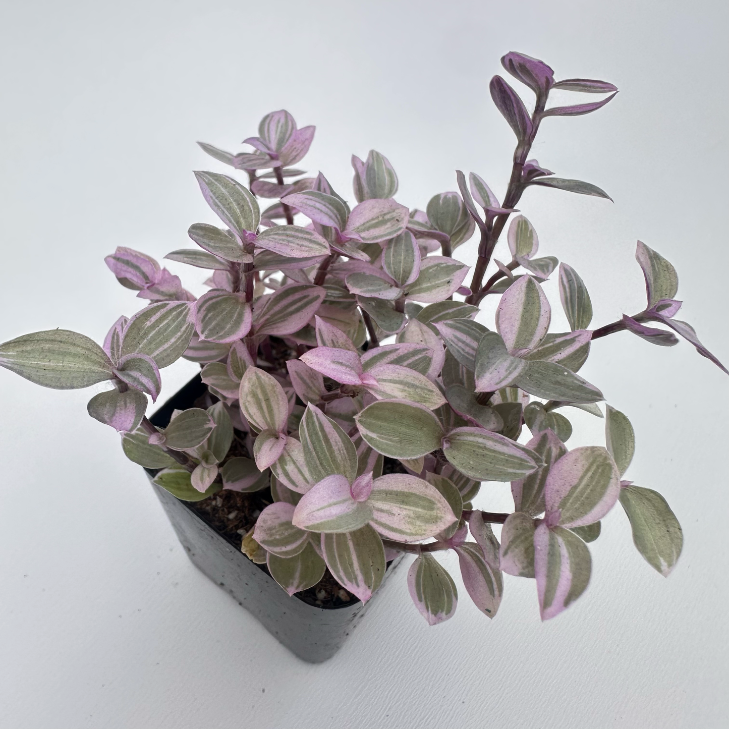 Tradescantia Callisia (Pink Panther)