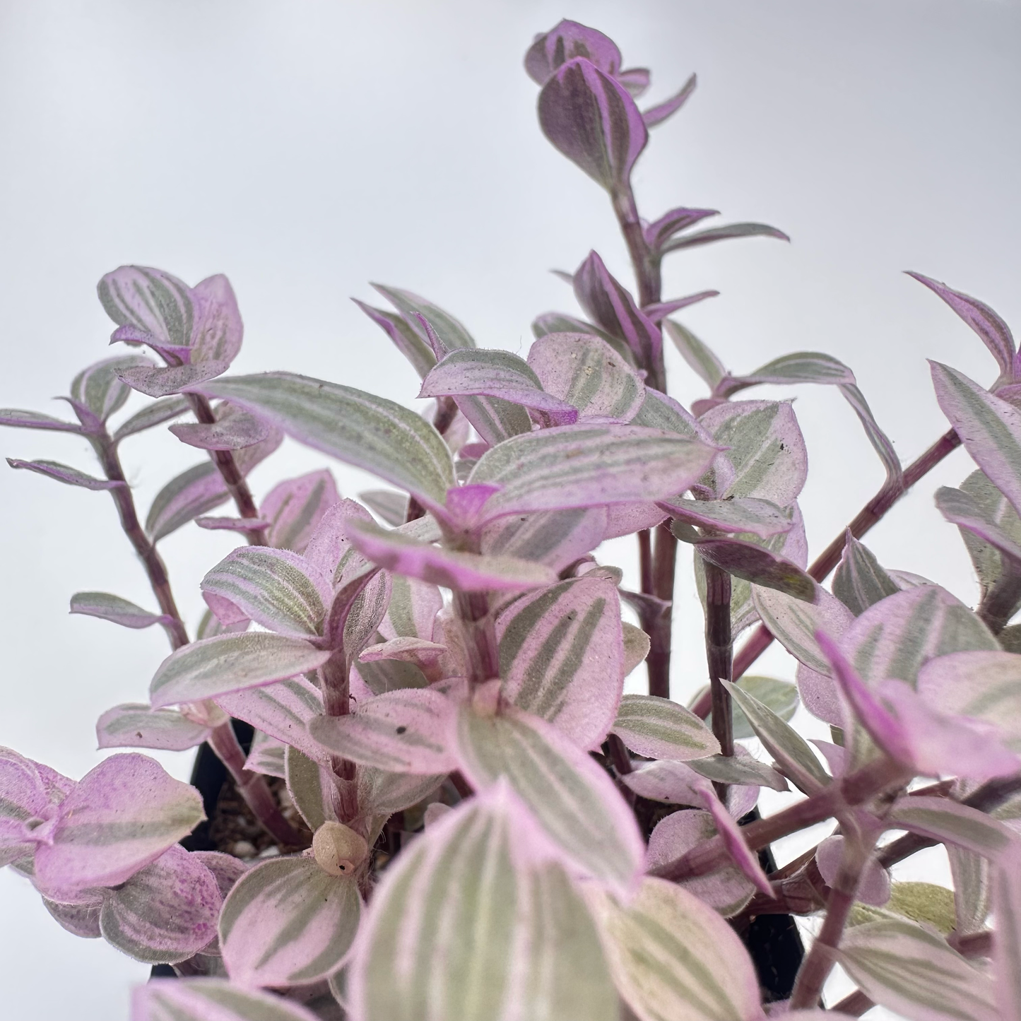 Tradescantia Callisia (Pink Panther)