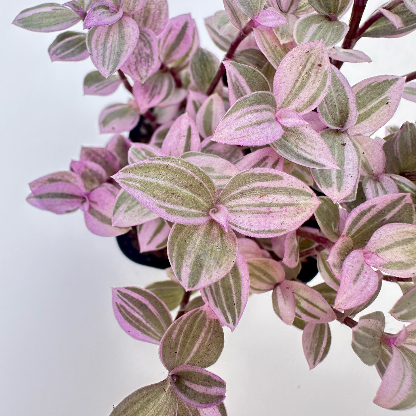 Tradescantia Callisia (Pink Panther)