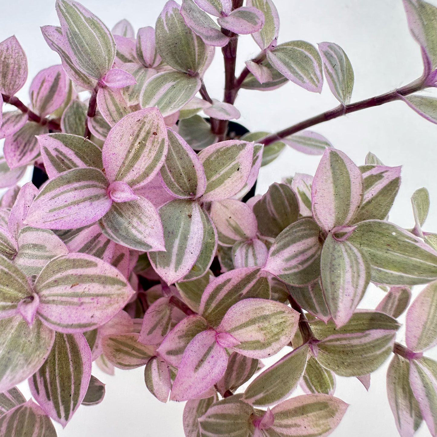 Tradescantia Callisia (Pink Panther)