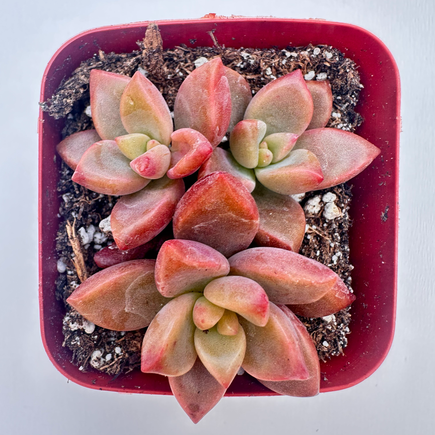 Graptopetalum Bronz (Alpenglow)