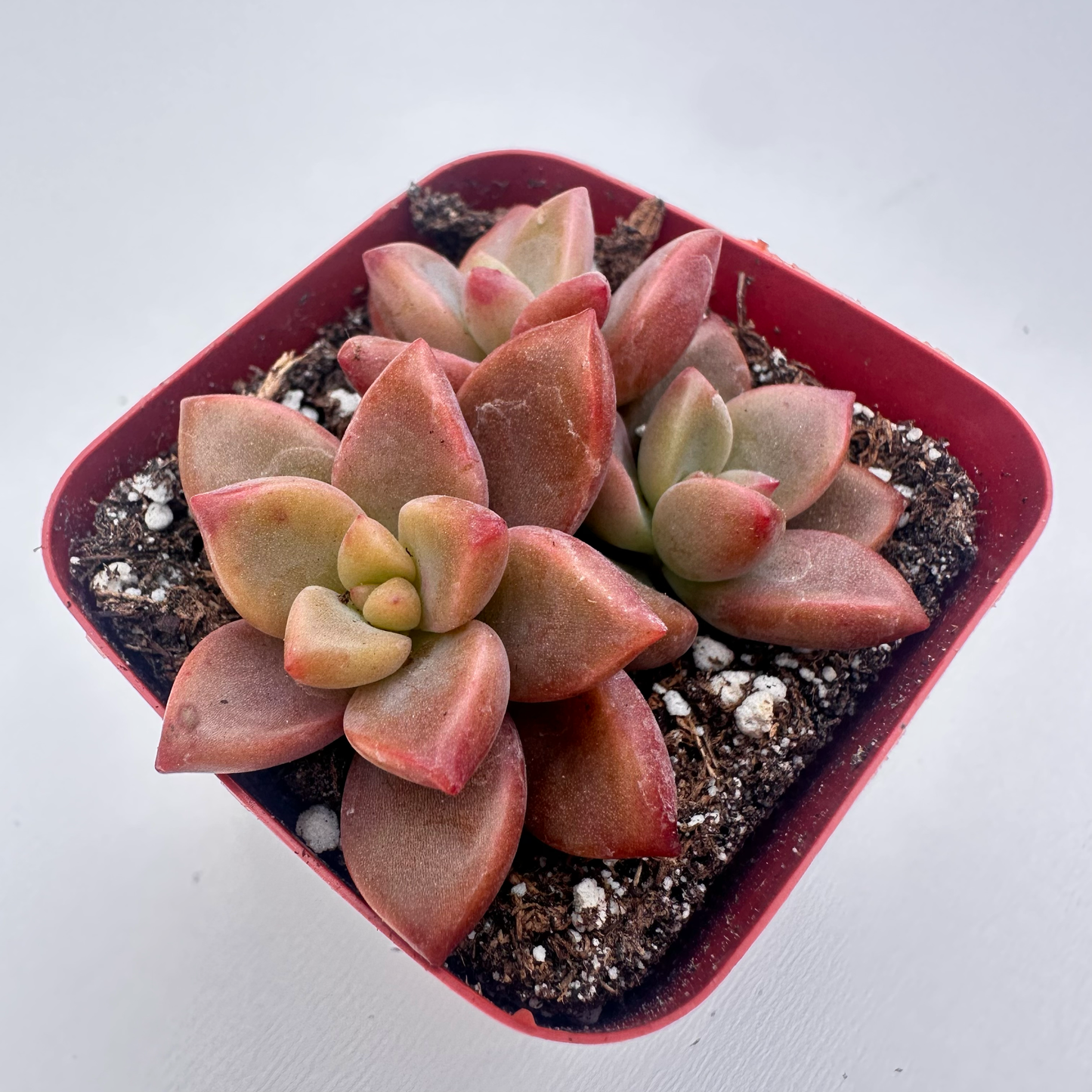 Graptopetalum Bronz (Alpenglow)