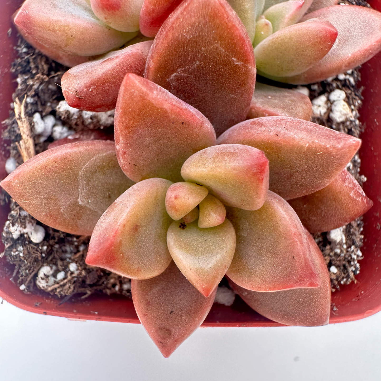 Graptopetalum Bronz (Alpenglow)