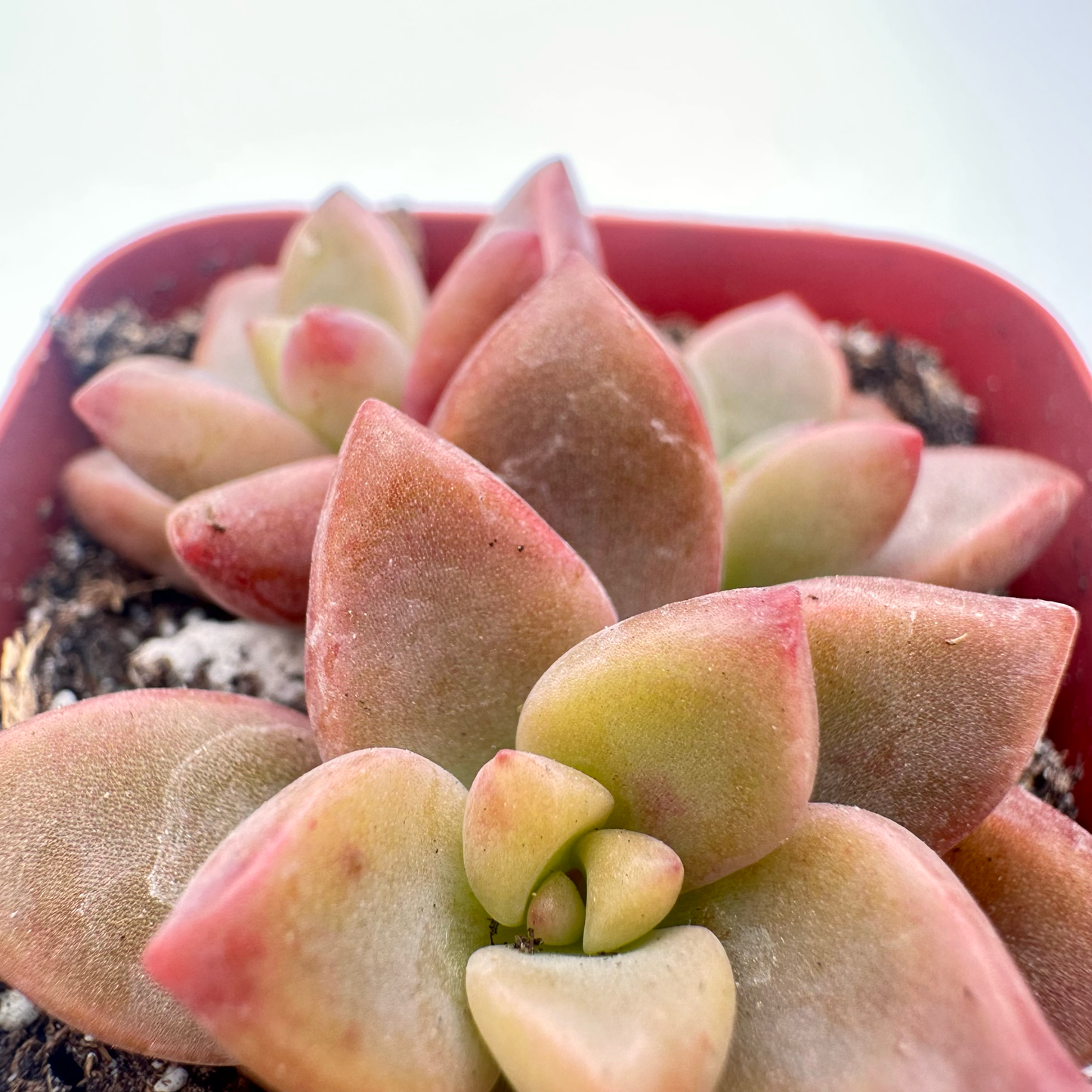 Graptopetalum Bronz (Alpenglow)