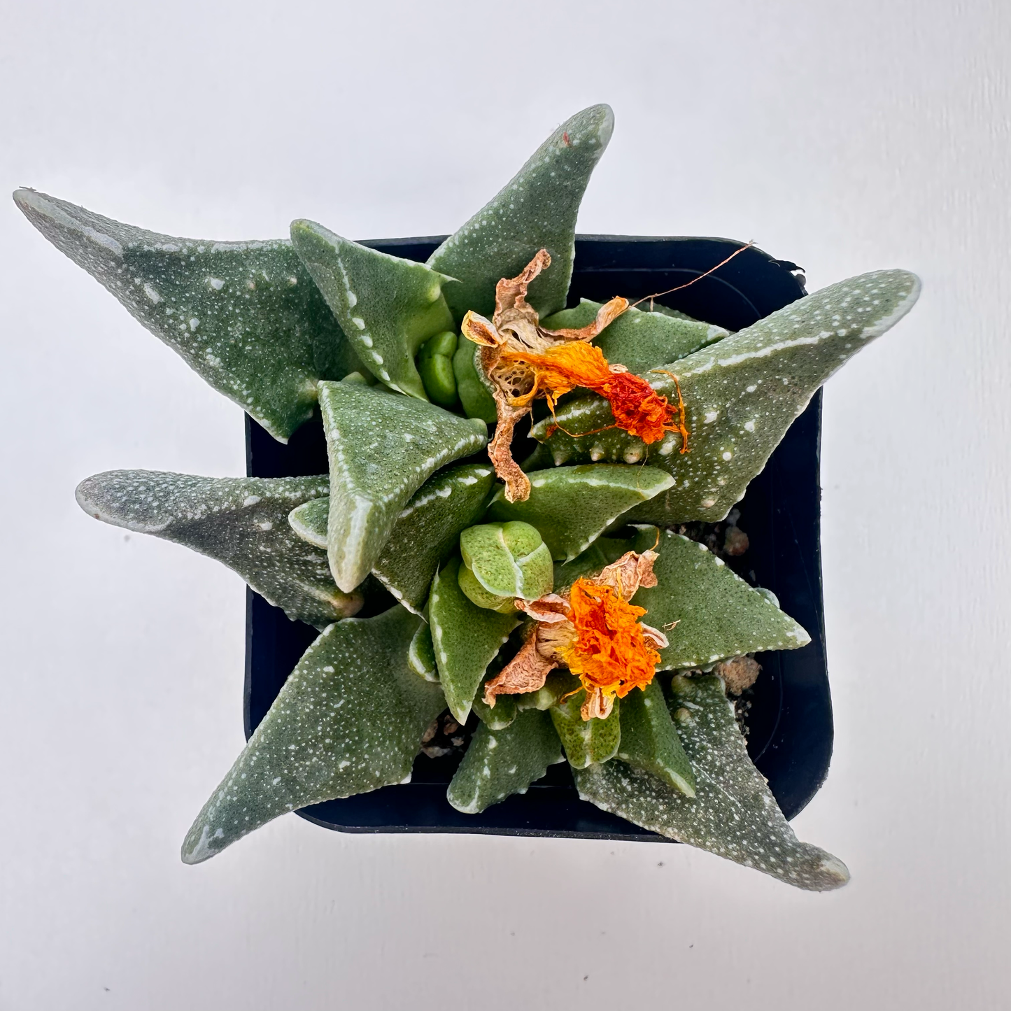 Faucaria tuberculosa (Tiger Jaws)