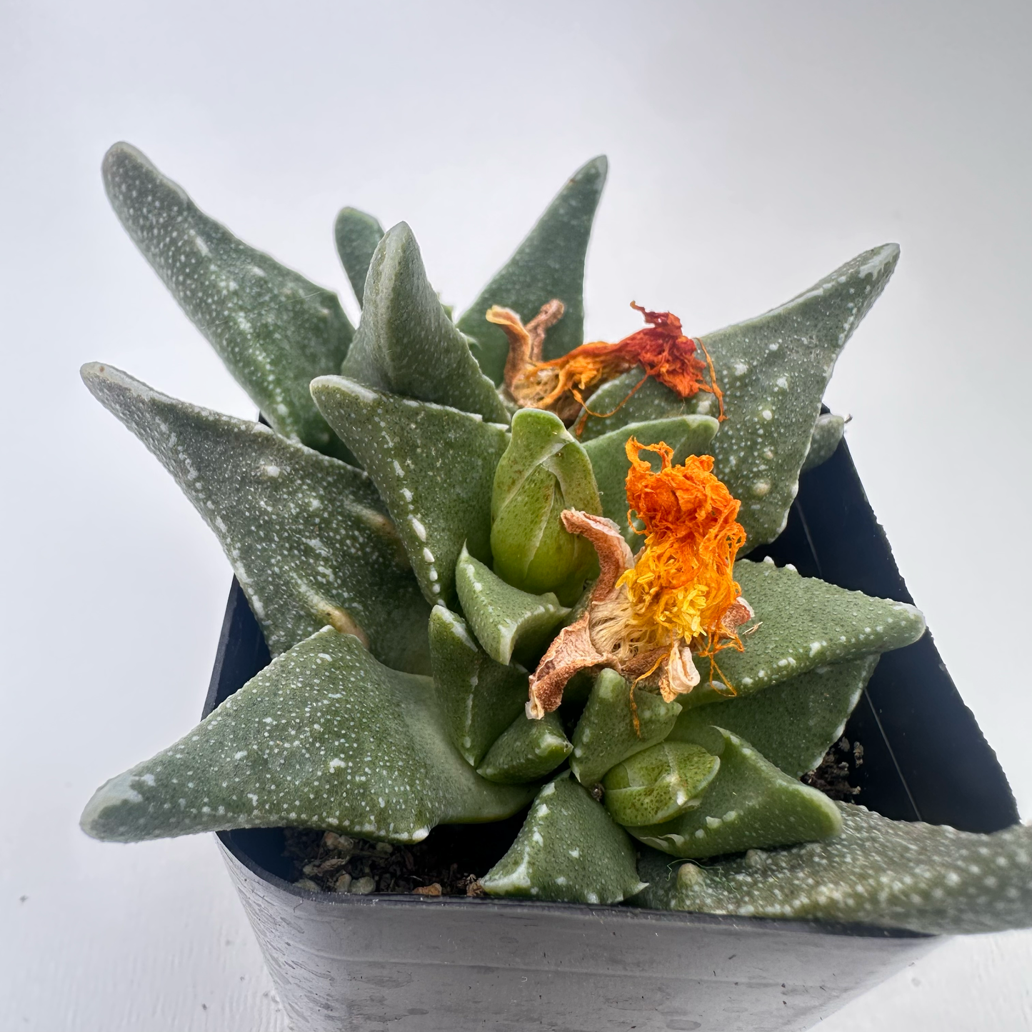 Faucaria tuberculosa (Tiger Jaws)