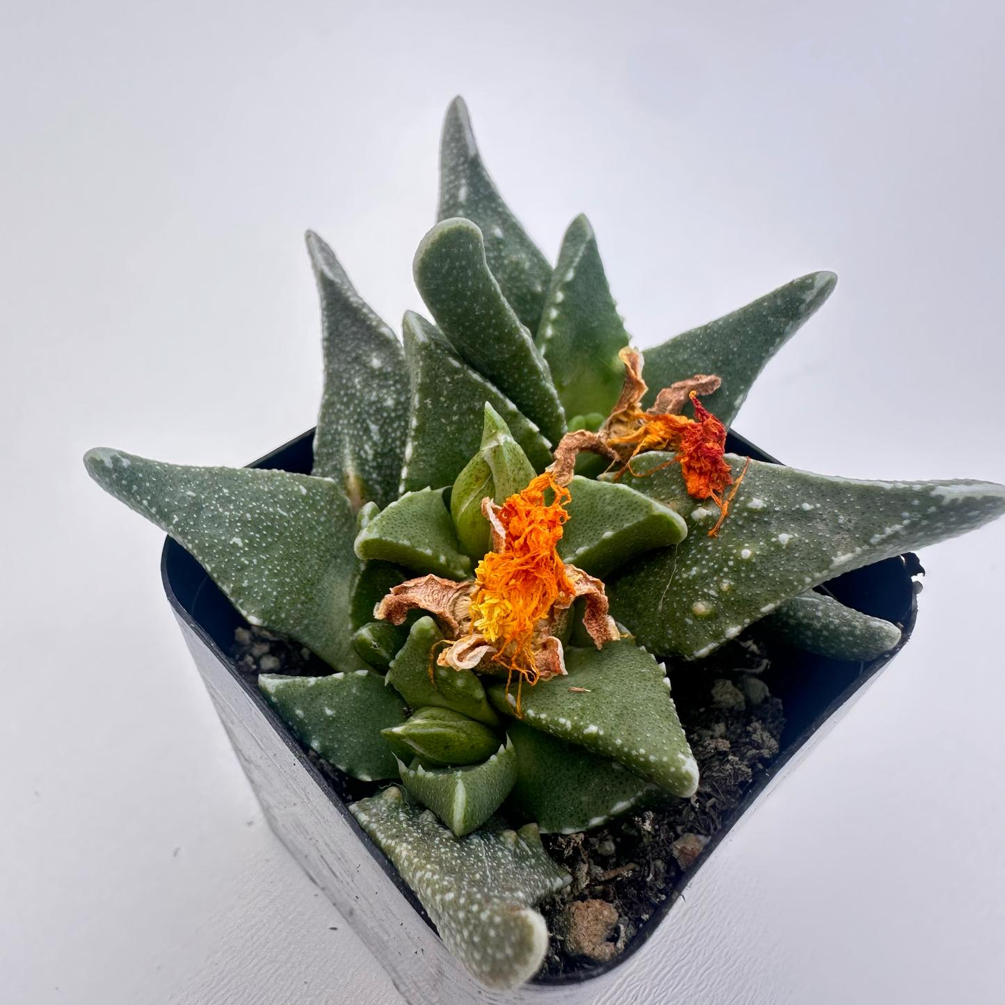 Faucaria tuberculosa (Tiger Jaws)