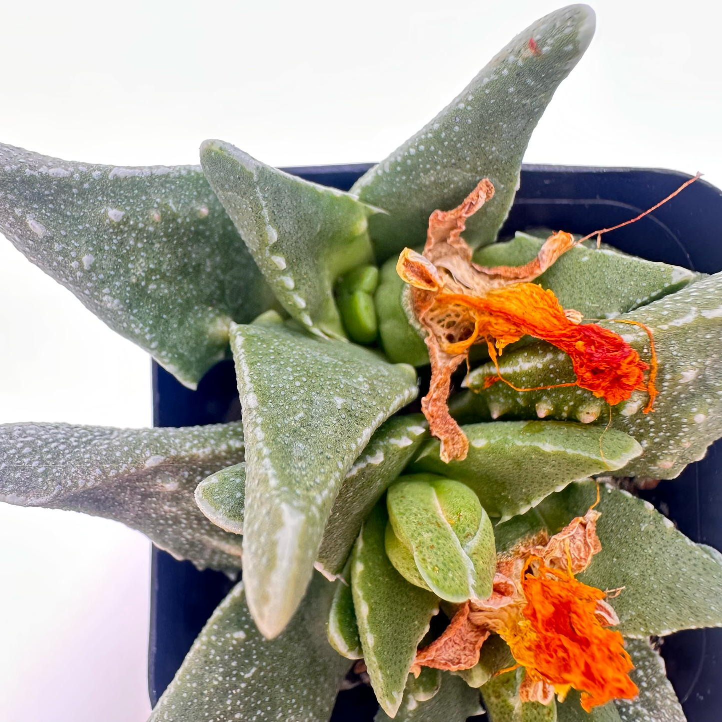 Faucaria tuberculosa (Tiger Jaws)