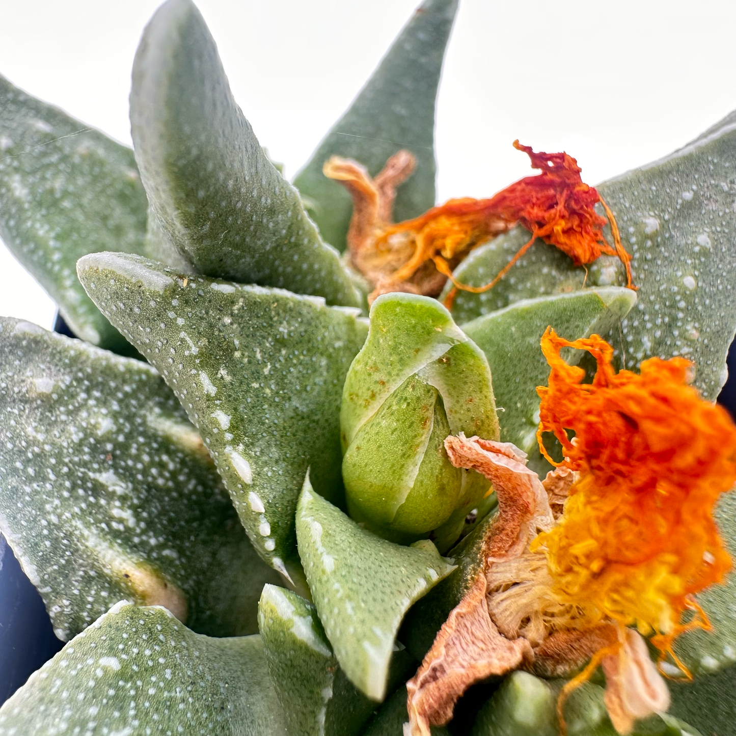 Faucaria tuberculosa (Tiger Jaws)