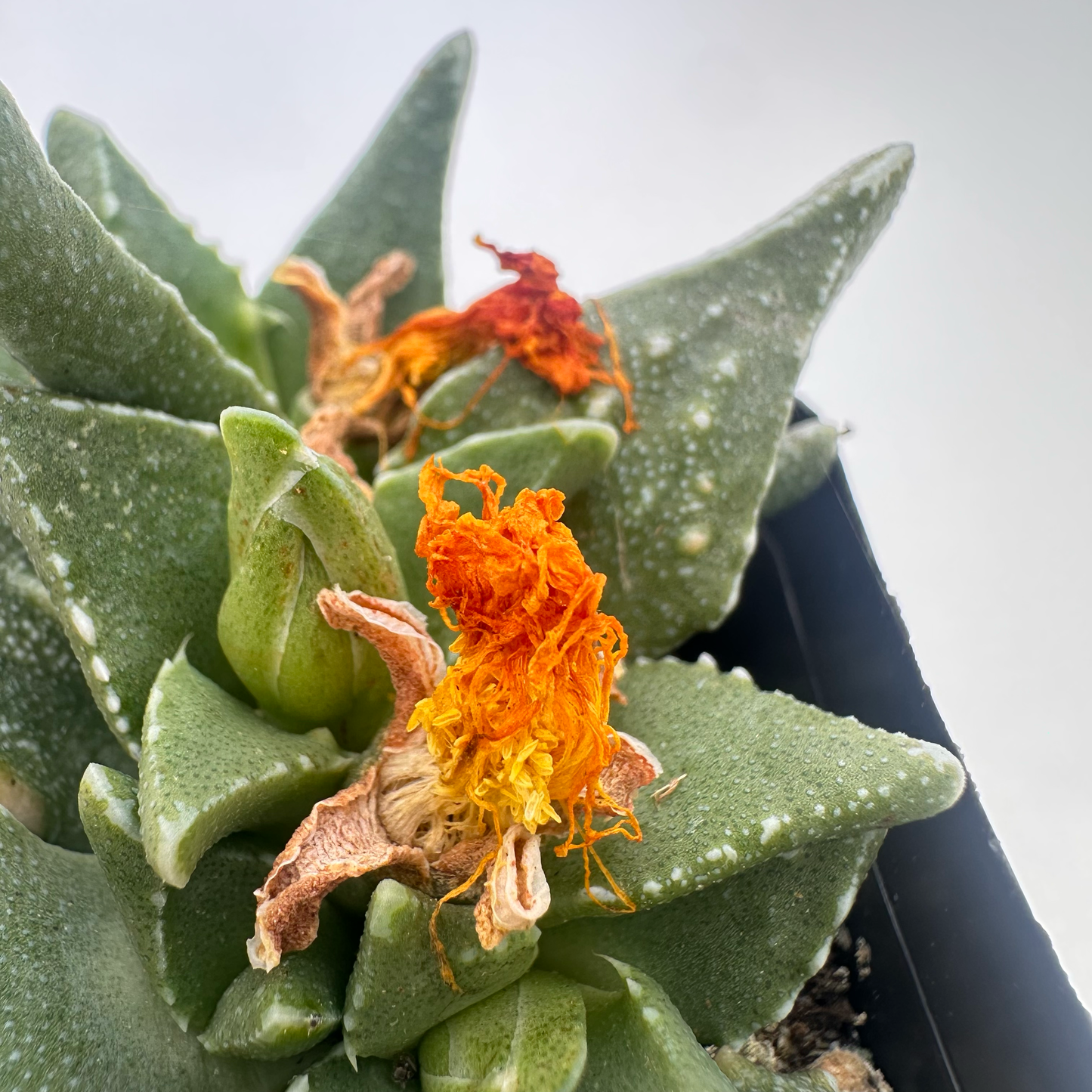 Faucaria tuberculosa (Tiger Jaws)