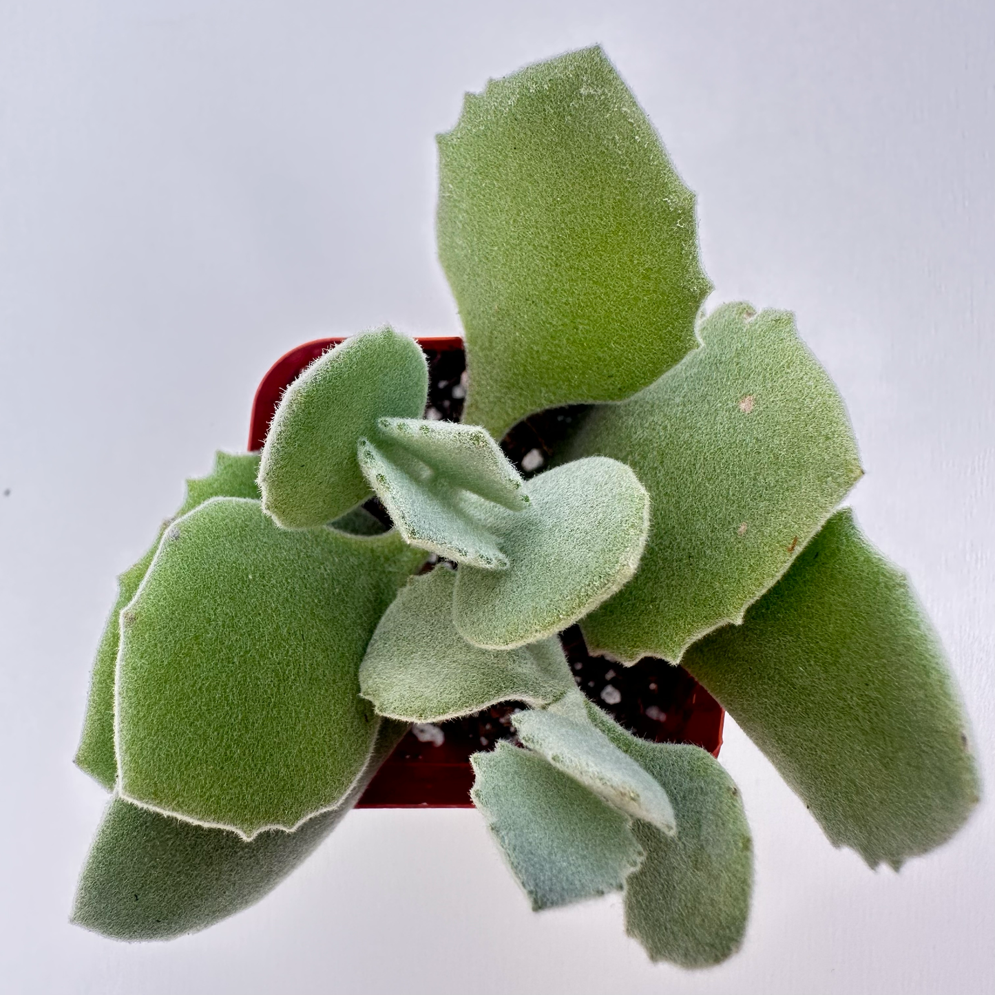 Kalanchoe millotii (Millot Kalanchoe)