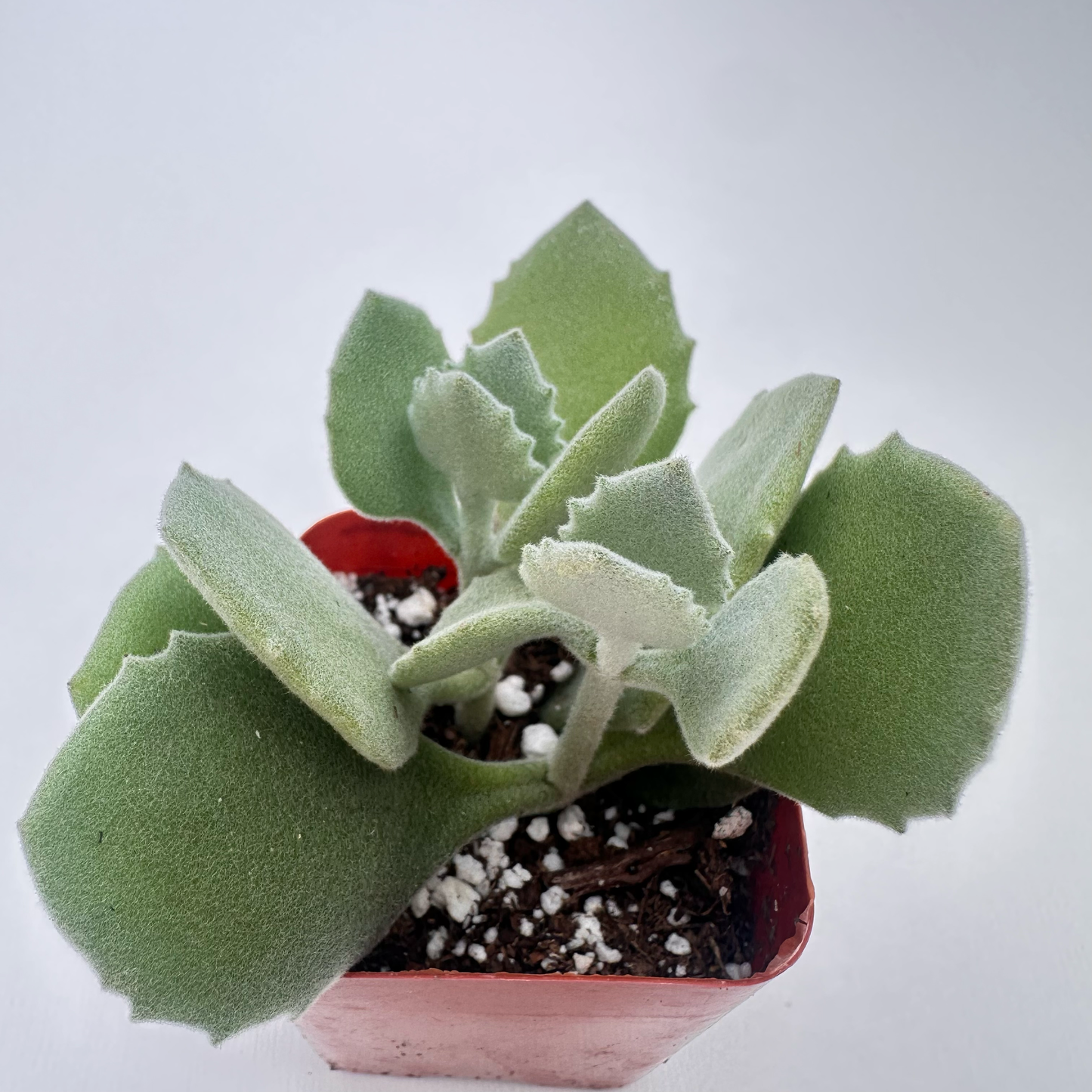 Kalanchoe millotii (Millot Kalanchoe)