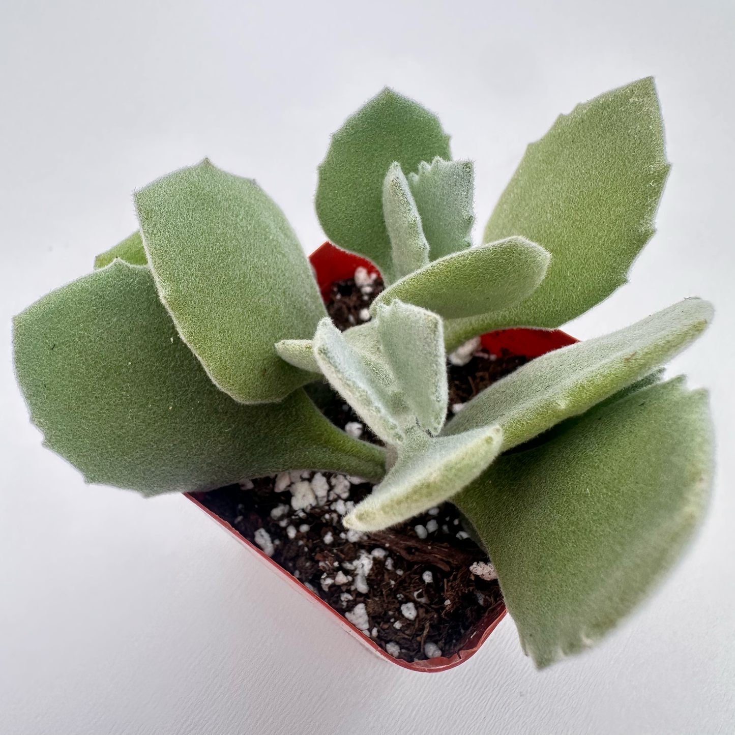 Kalanchoe millotii (Millot Kalanchoe)
