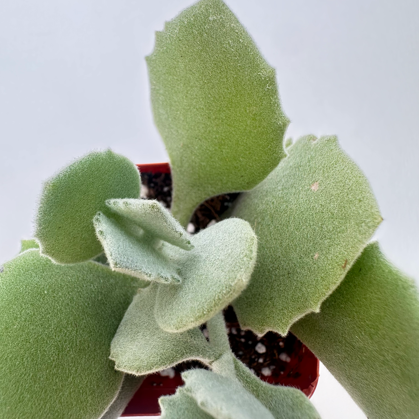 Kalanchoe millotii (Millot Kalanchoe)