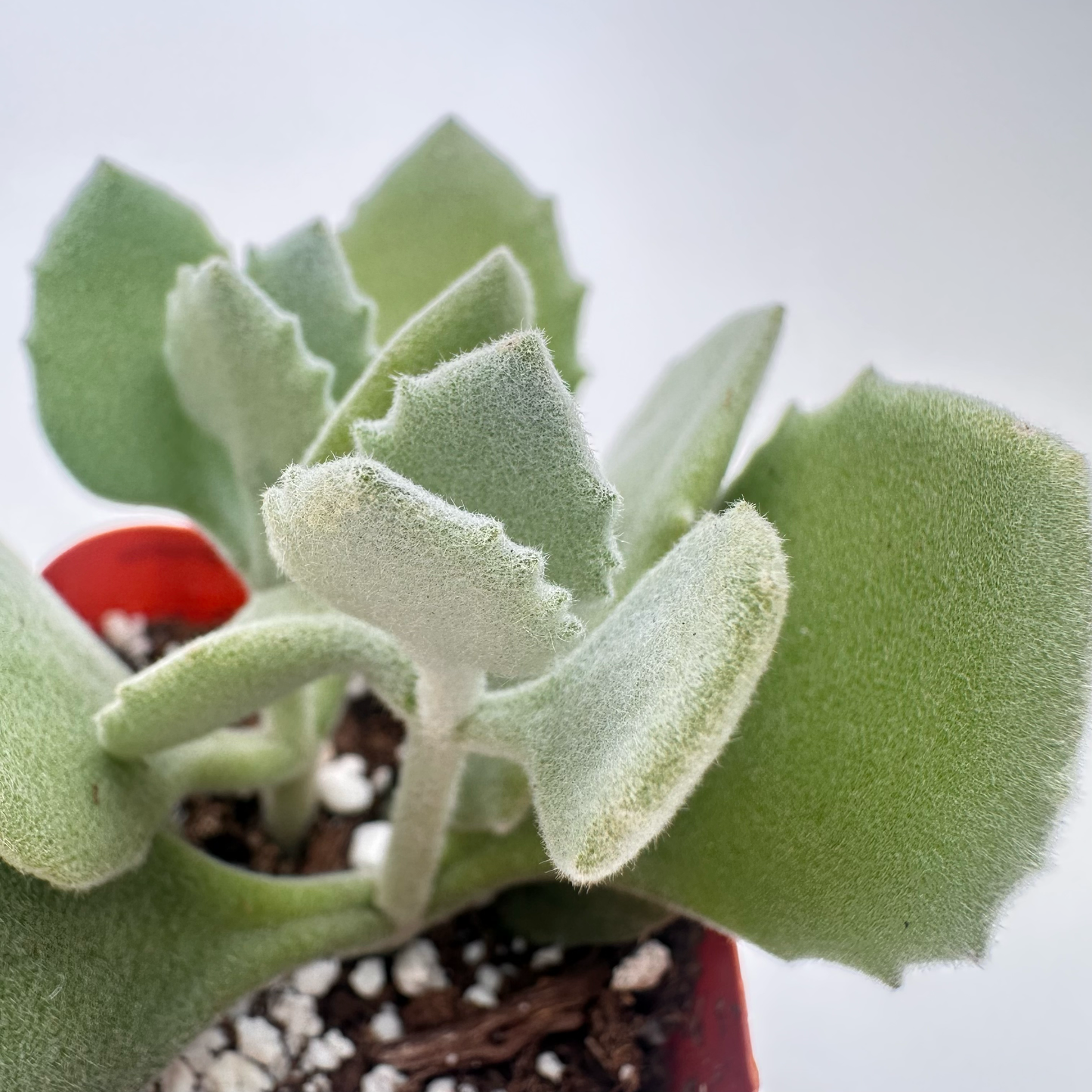 Kalanchoe millotii (Millot Kalanchoe)