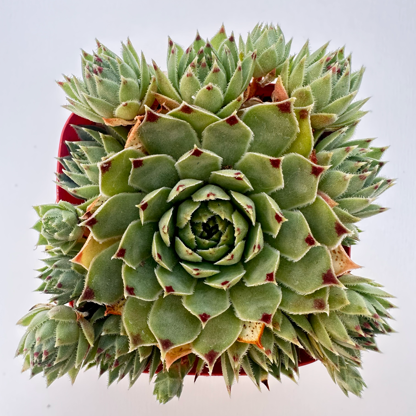 Sempervivum calcareum (Red Tip)