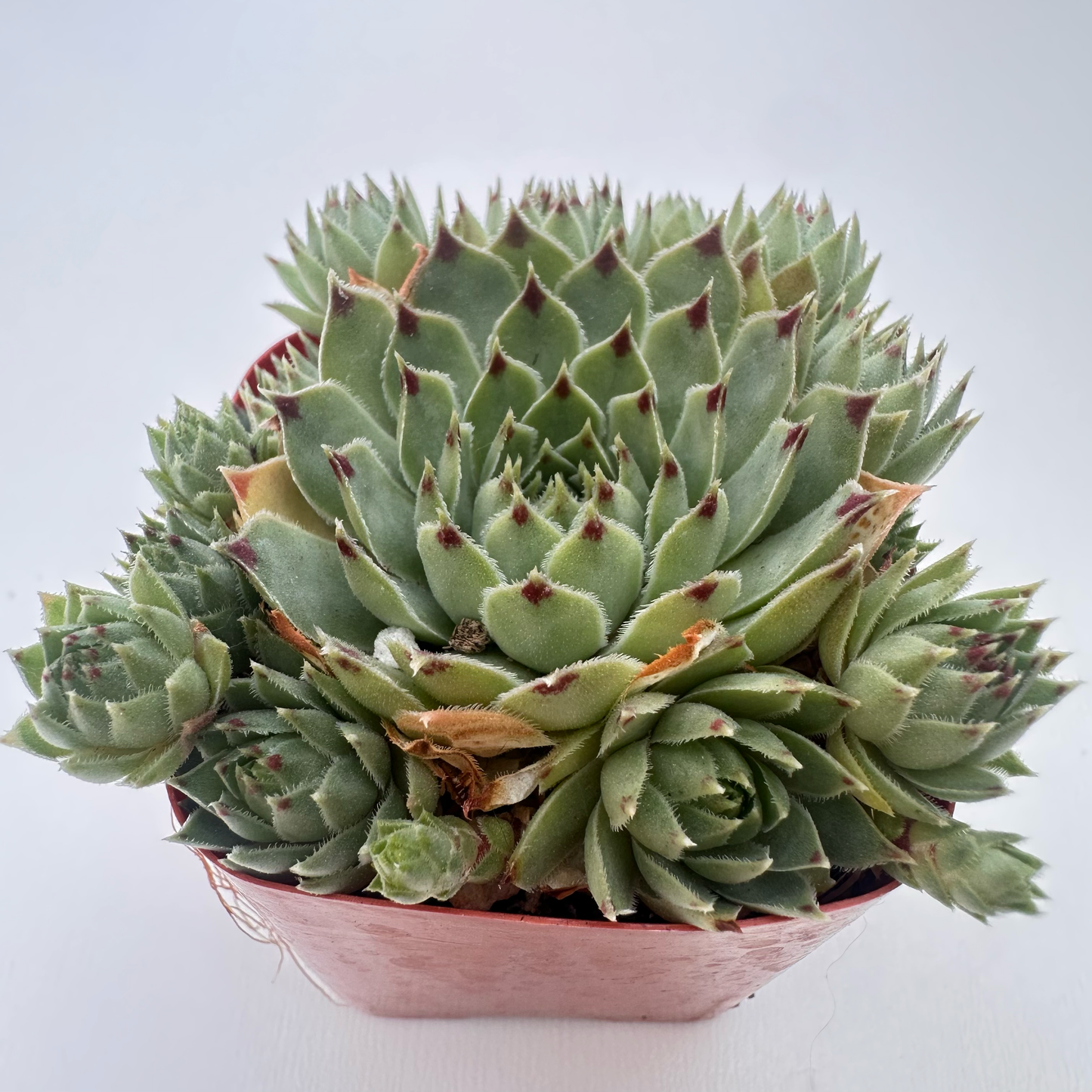 Sempervivum calcareum (Red Tip)