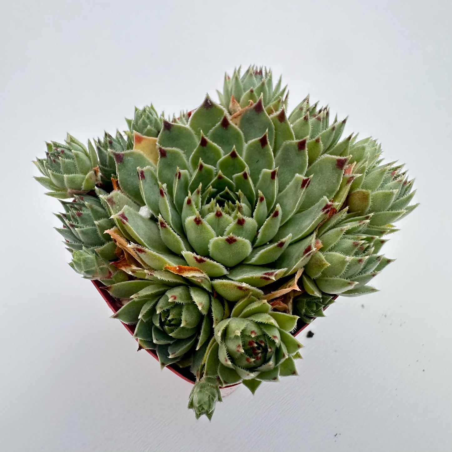 Sempervivum calcareum (Red Tip)