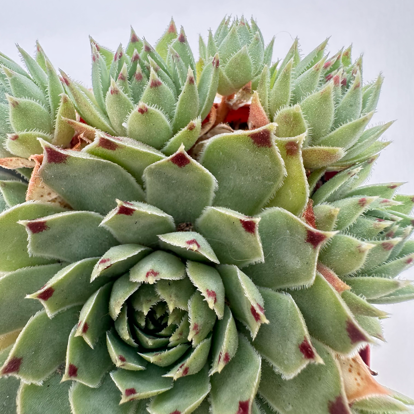 Sempervivum calcareum (Red Tip)