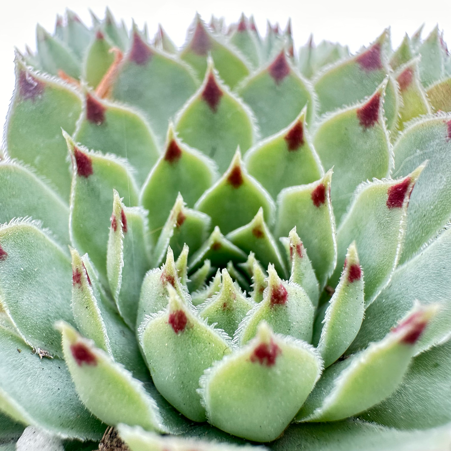 Sempervivum calcareum (Red Tip)