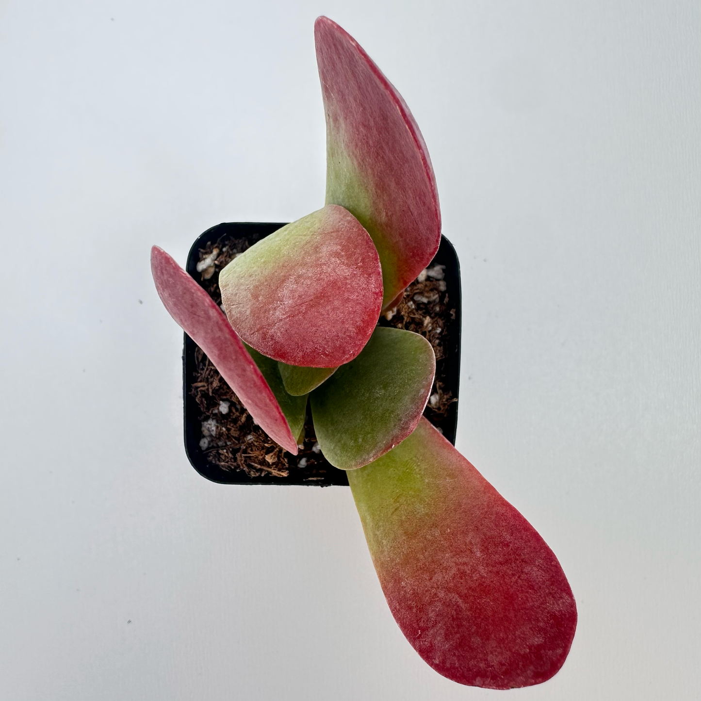 Kalanchoe thyrsiflora (Flapjack)