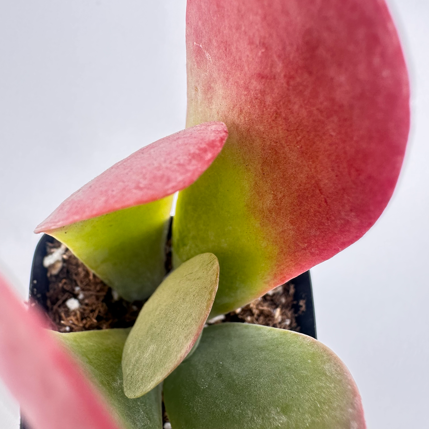 Kalanchoe thyrsiflora (Flapjack)