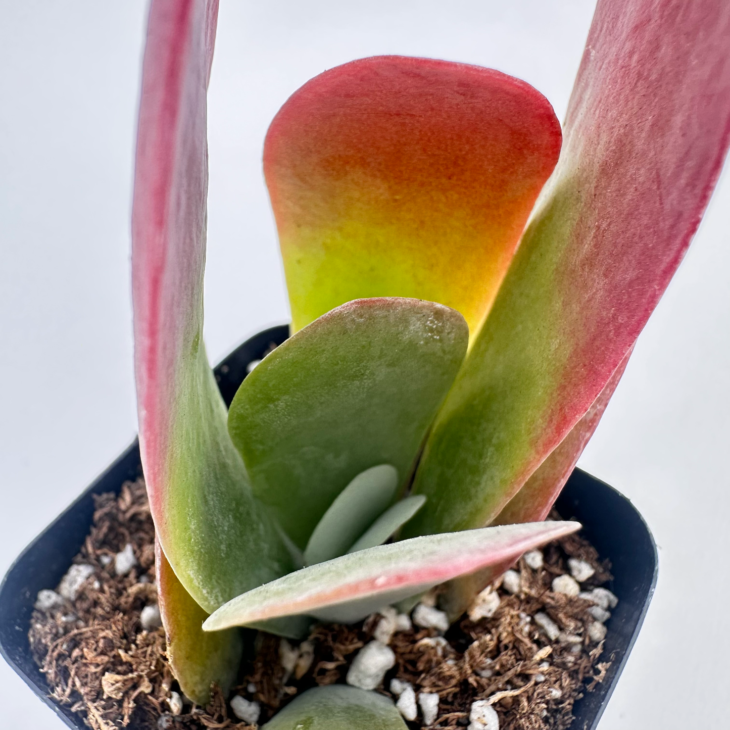 Kalanchoe thyrsiflora (Flapjack)