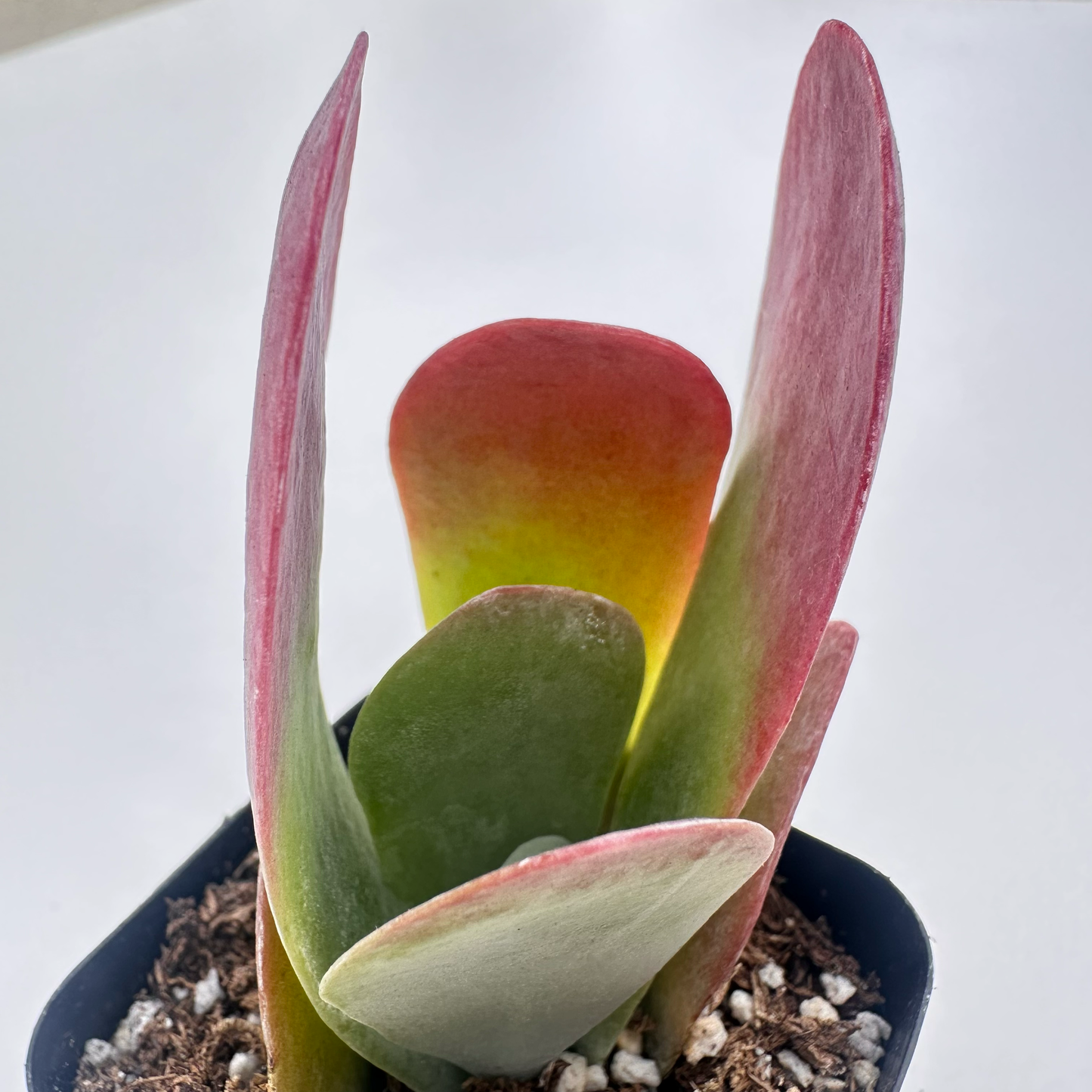 Kalanchoe thyrsiflora (Flapjack)