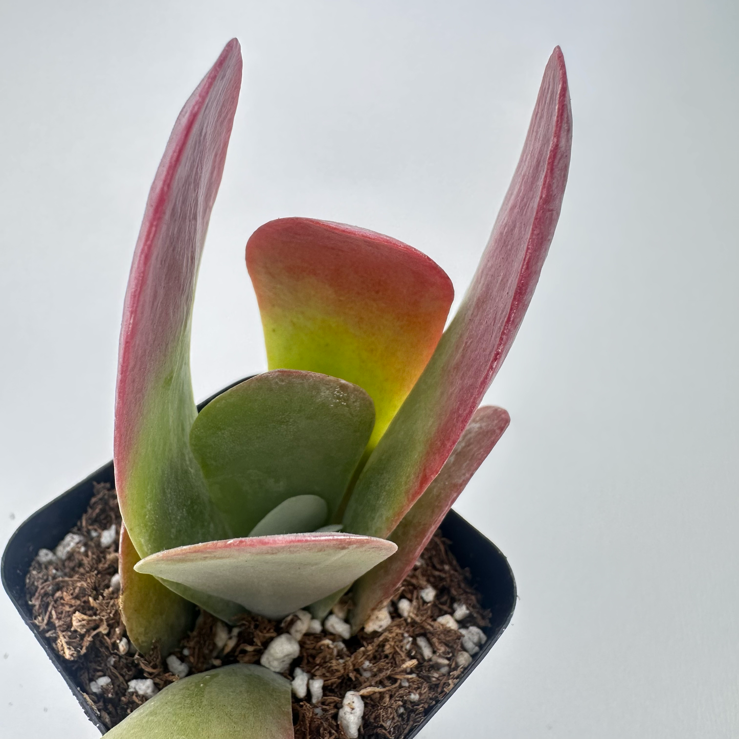 Kalanchoe thyrsiflora (Flapjack)