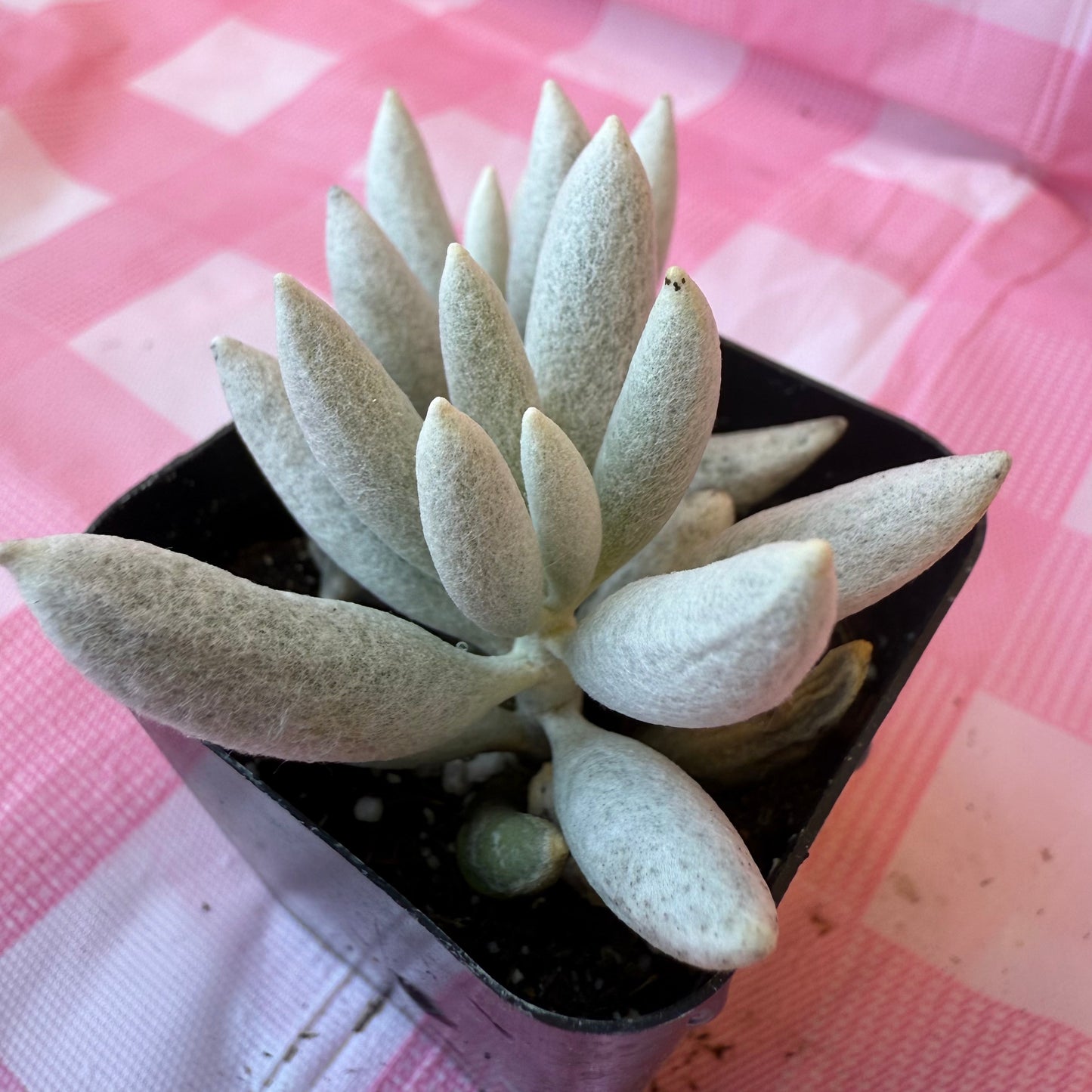 Woolly senecio (Senecio haworthii)