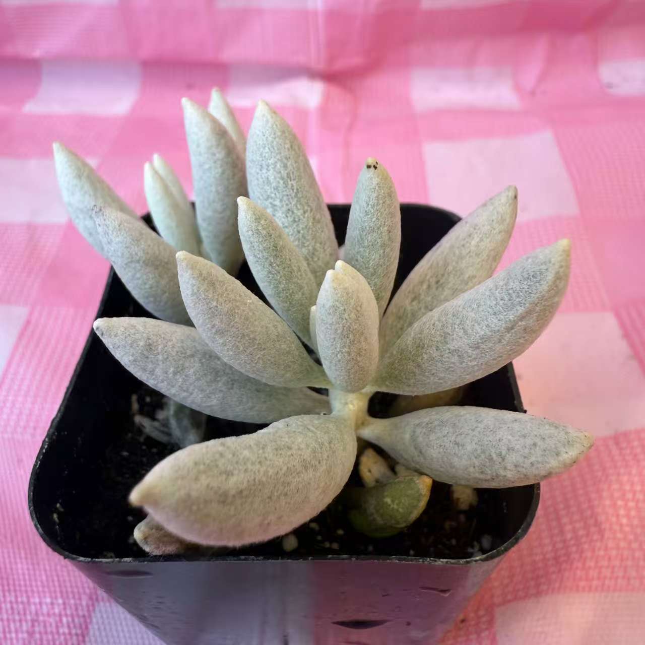 Woolly senecio (Senecio haworthii)