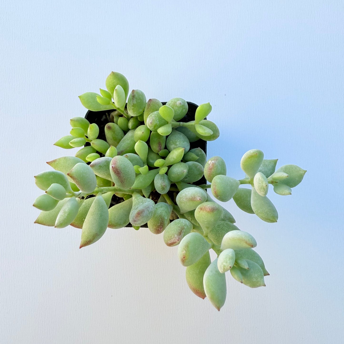 Cotyledon pendens (Cliff Cotyledon)