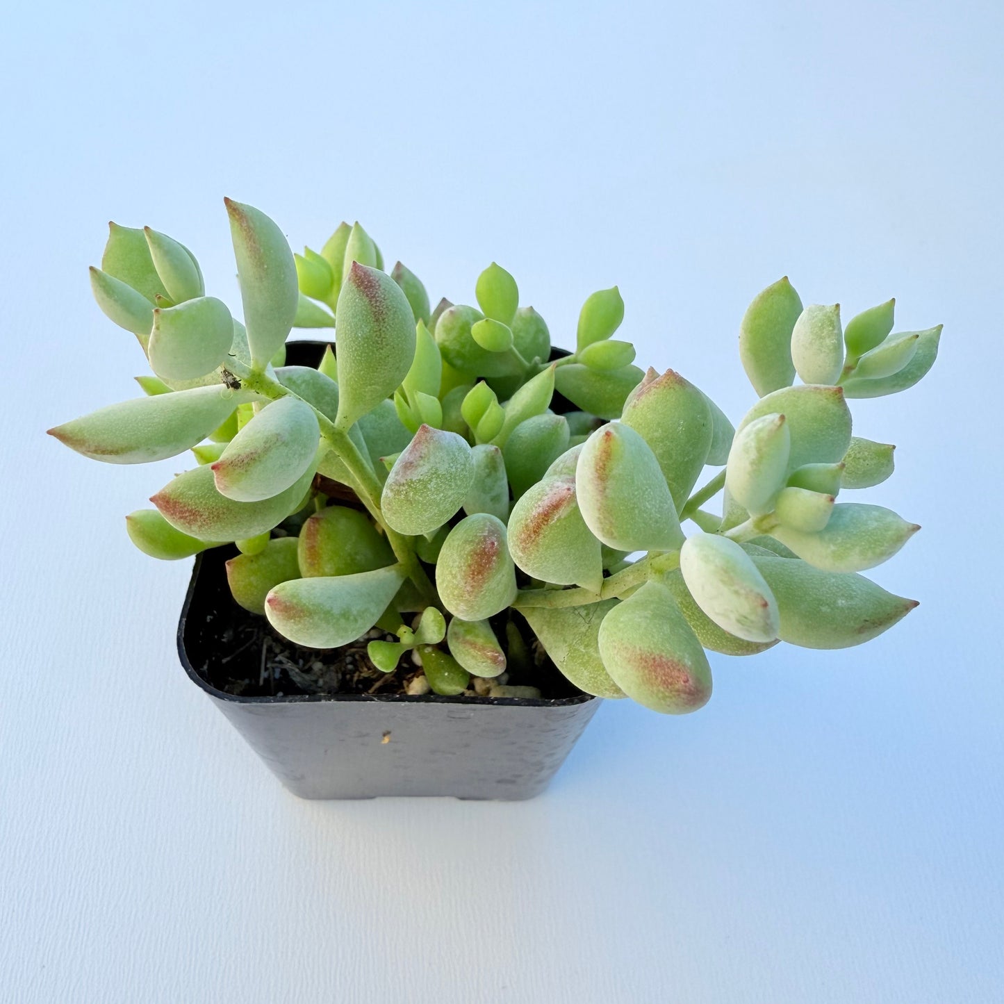 Cotyledon pendens (Cliff Cotyledon)