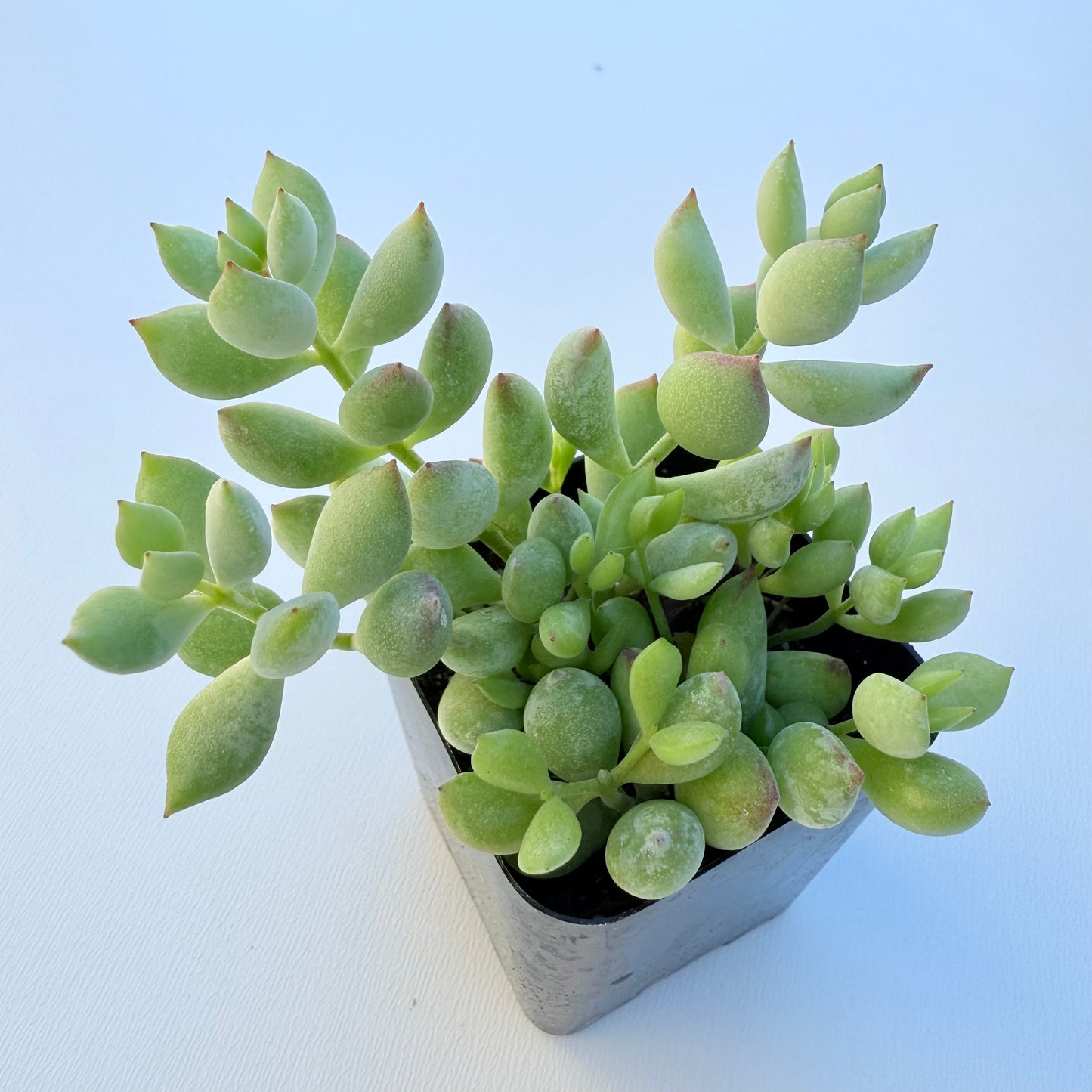 Cotyledon pendens (Cliff Cotyledon)