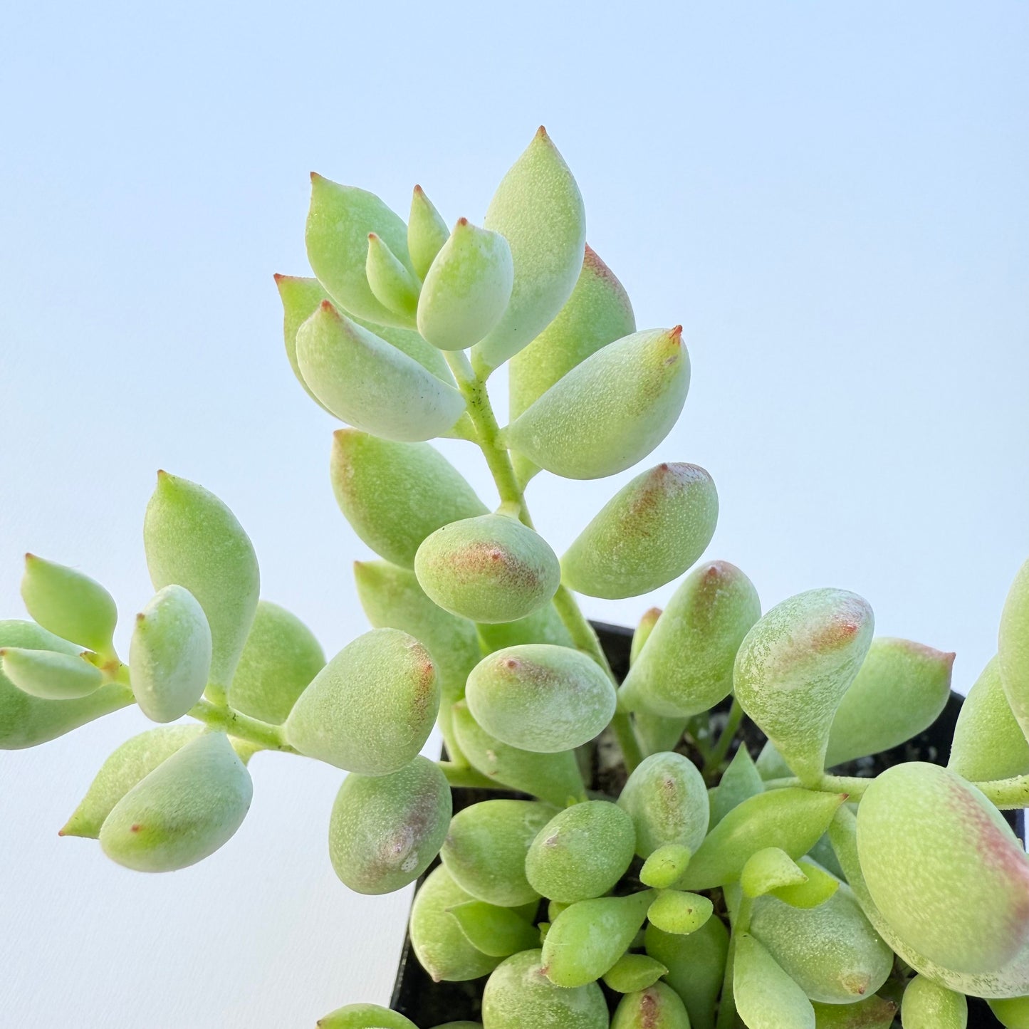 Cotyledon pendens (Cliff Cotyledon)