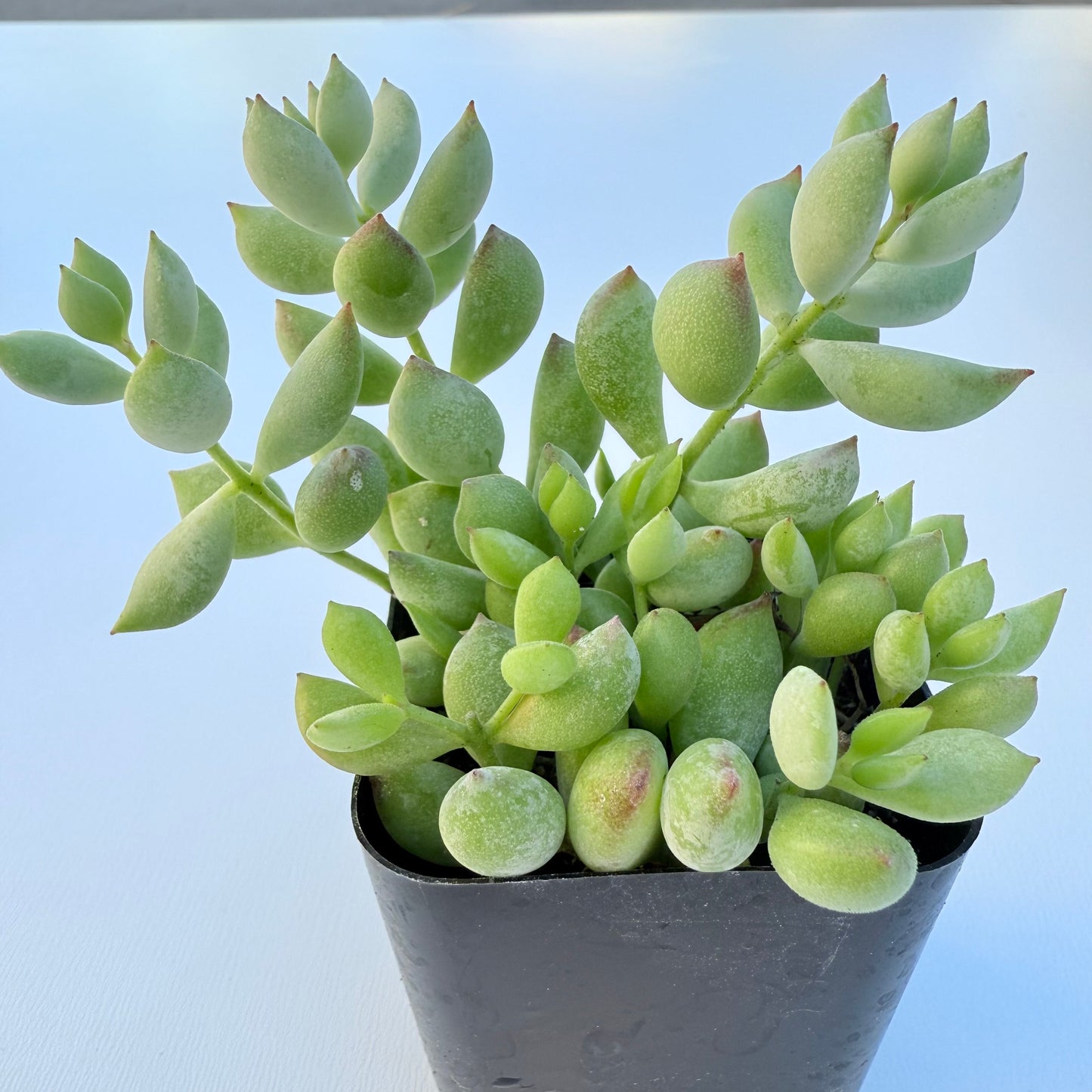 Cotyledon pendens (Cliff Cotyledon)