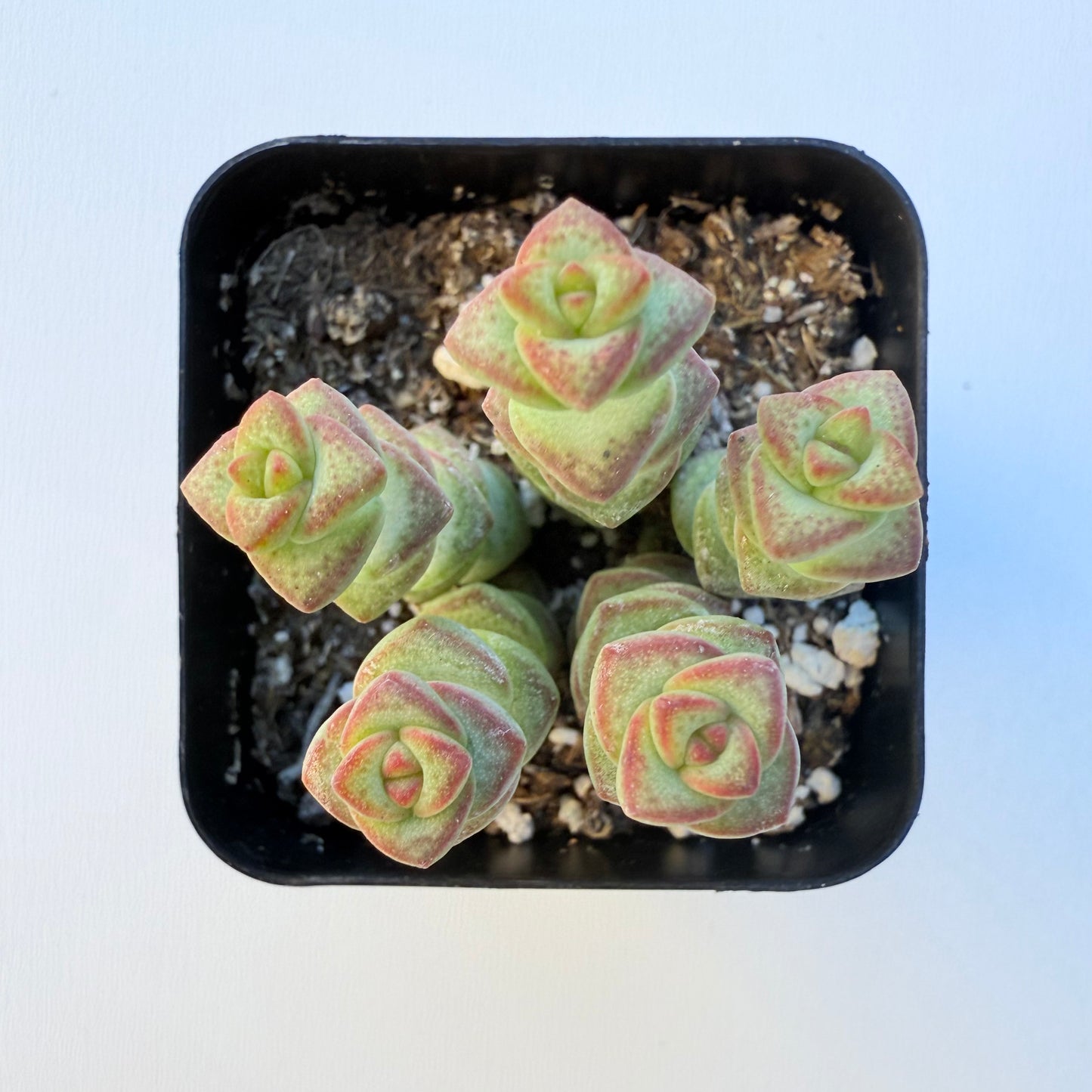 Crassula rupestris (Baby’s Necklace Crassula)