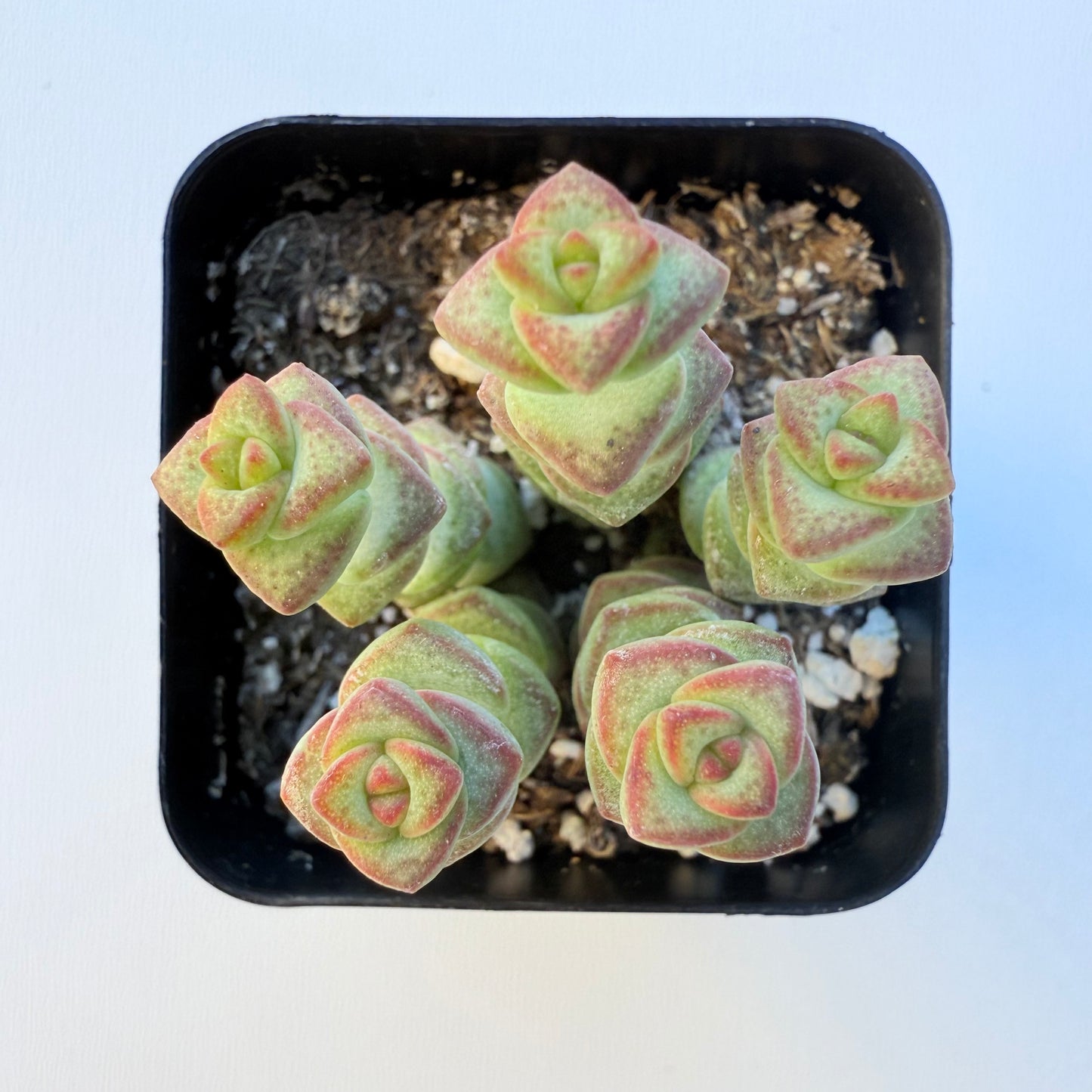 Crassula rupestris (Baby’s Necklace Crassula)