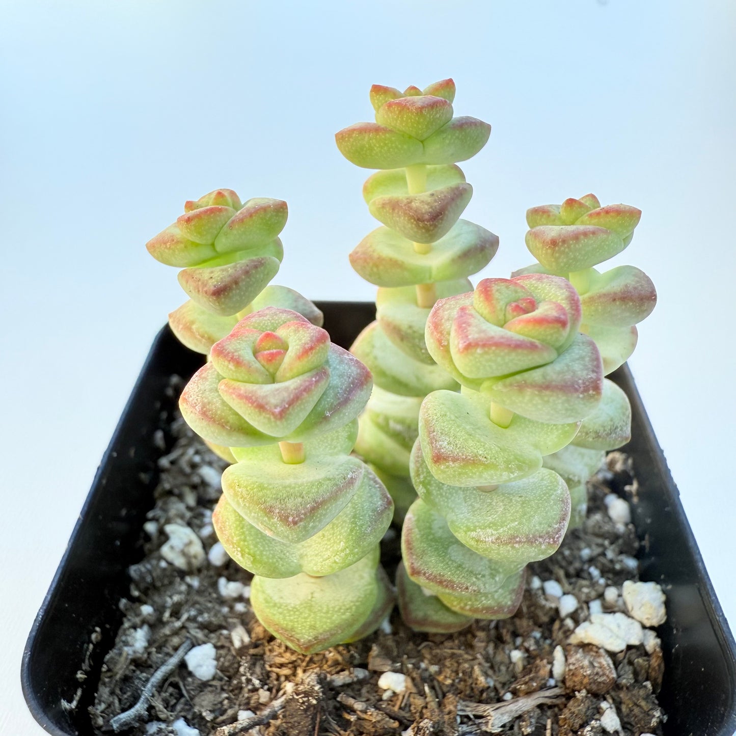 Crassula rupestris (Baby’s Necklace Crassula)