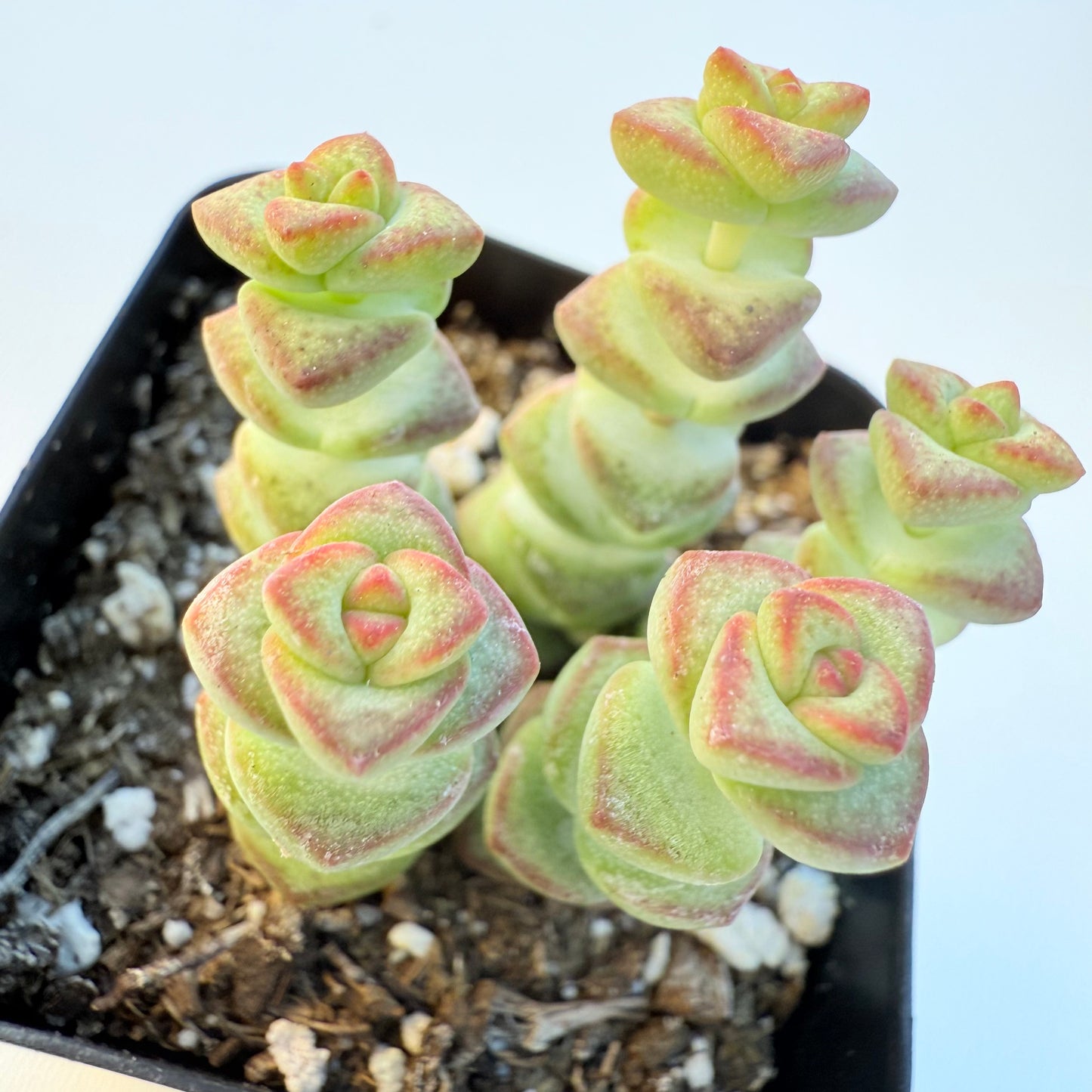 Crassula rupestris (Baby’s Necklace Crassula)