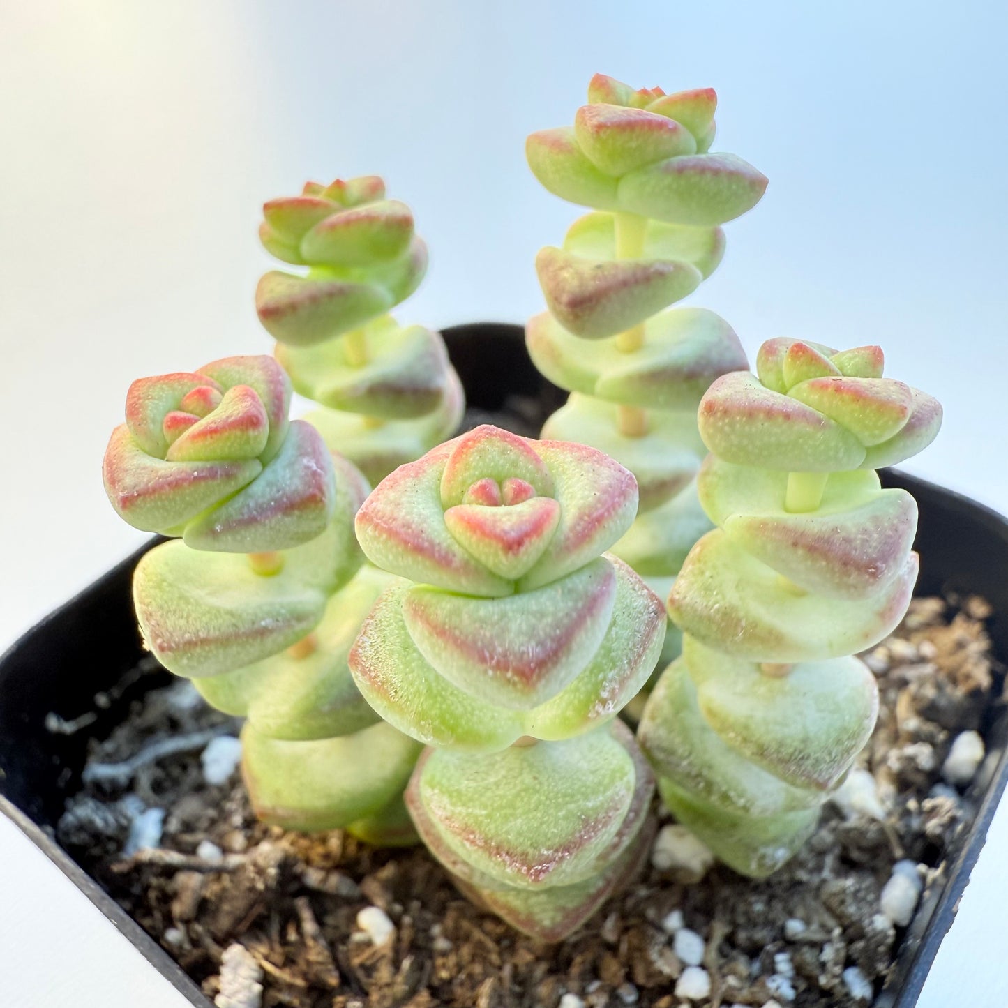 Crassula rupestris (Baby’s Necklace Crassula)